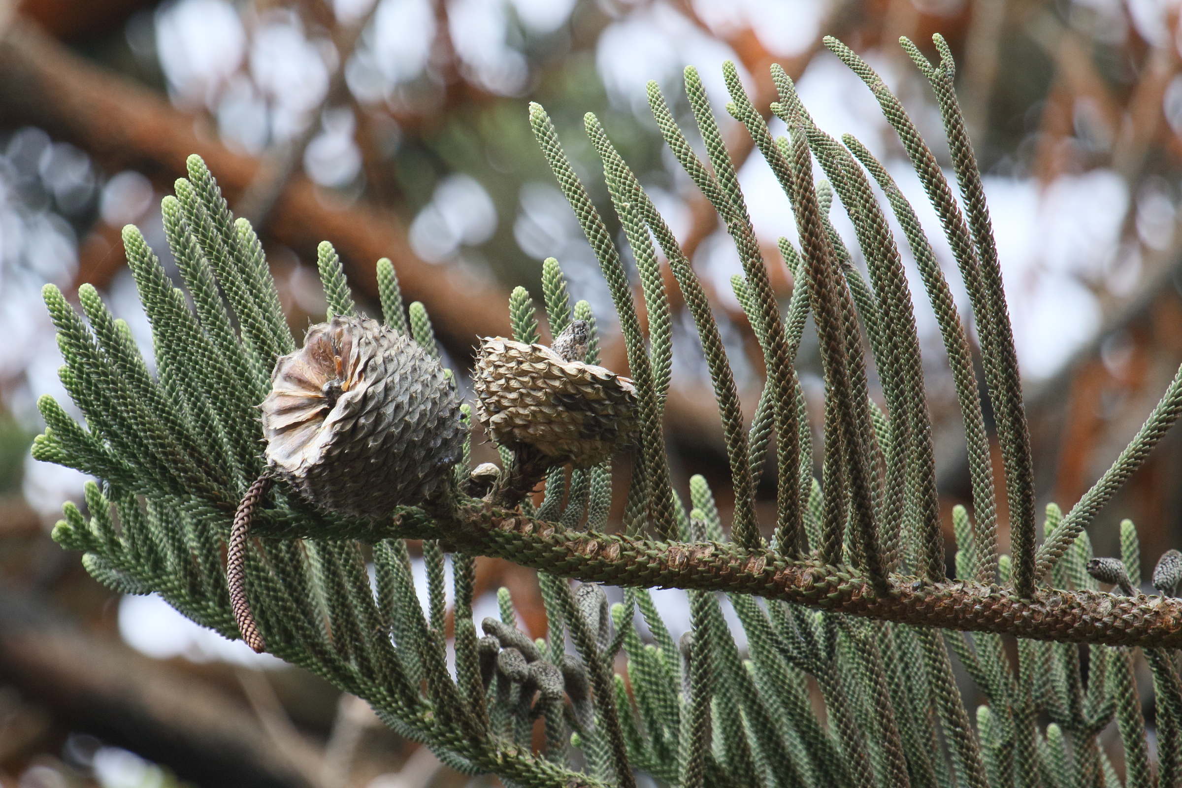 Afficher le média araucaria_cunninghamii6md araucaria_cunninghamii6md