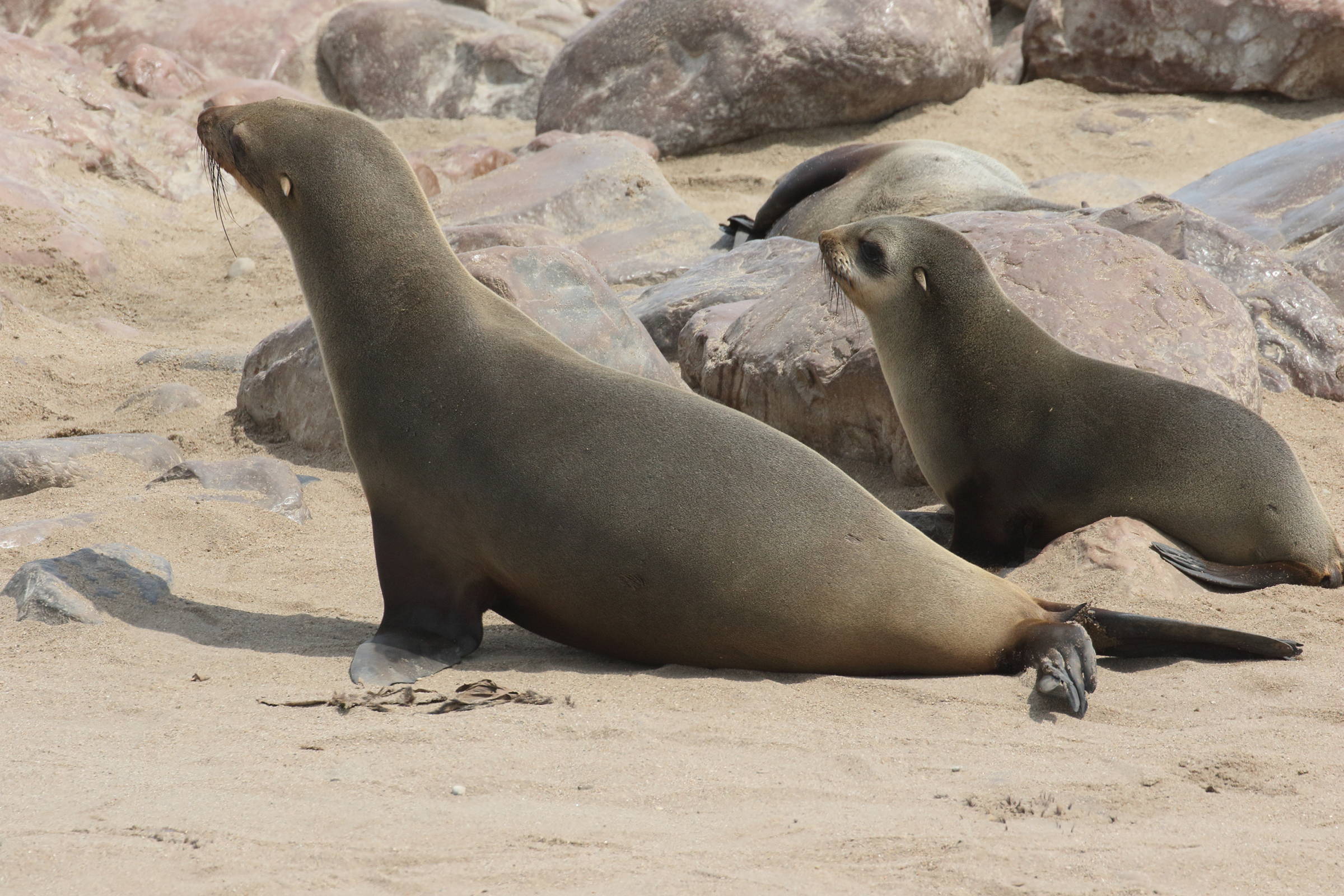 arctocephalus_pusillus_pusillus7bd