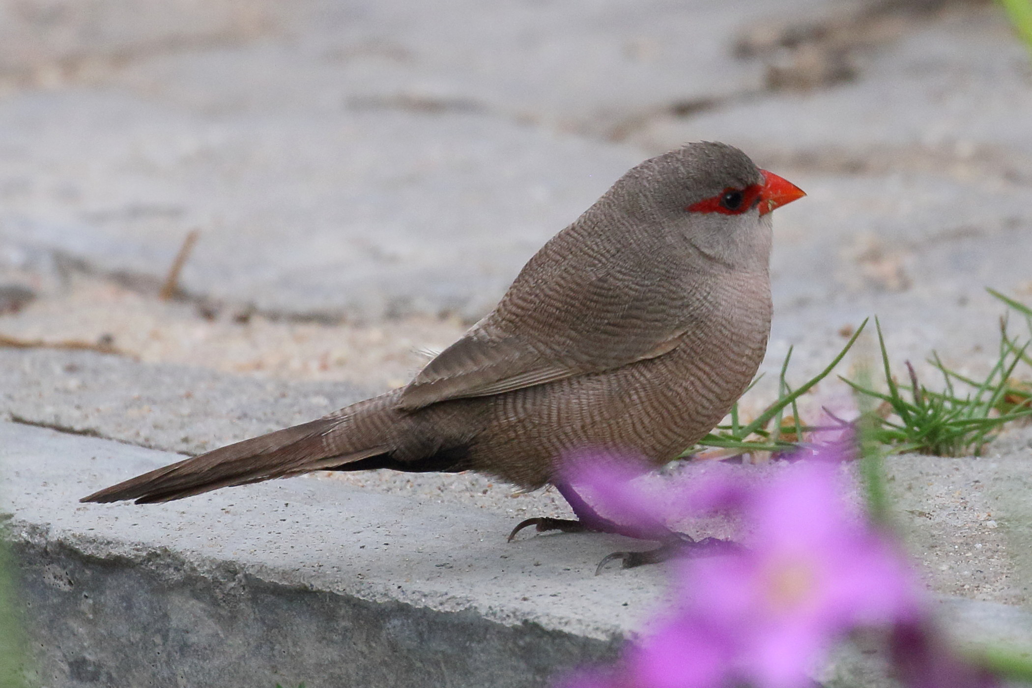 astrild_ondule_-_estrilda_astrild4bd