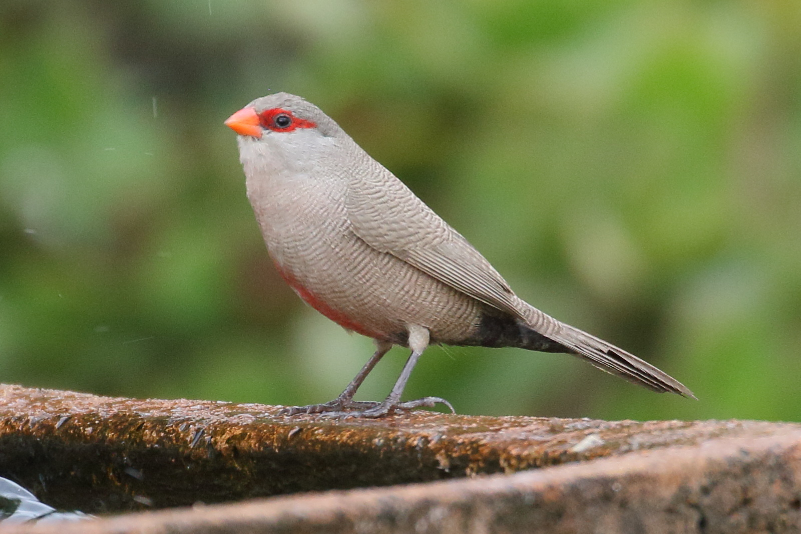 astrild_ondule_-_estrilda_astrild5bd