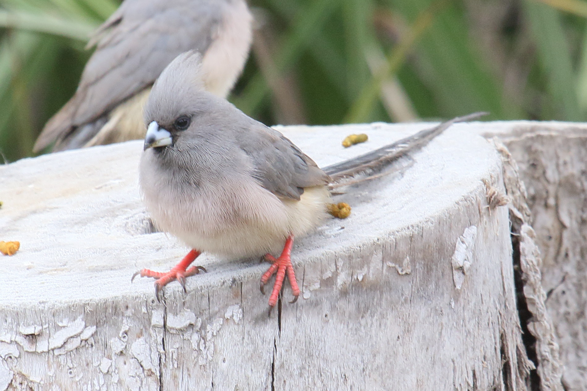 coliou_a_dos_blanc_-_colius_colius3md