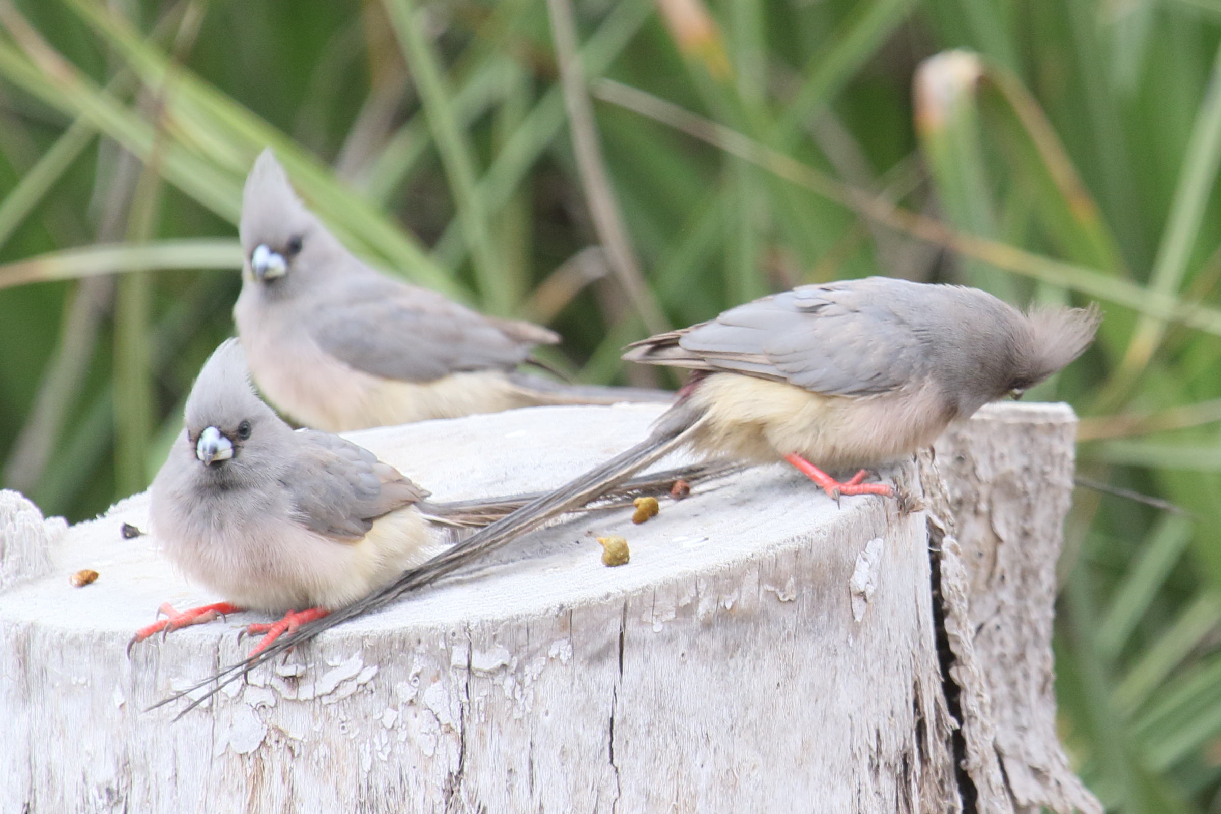 coliou_a_dos_blanc_-_colius_colius4md