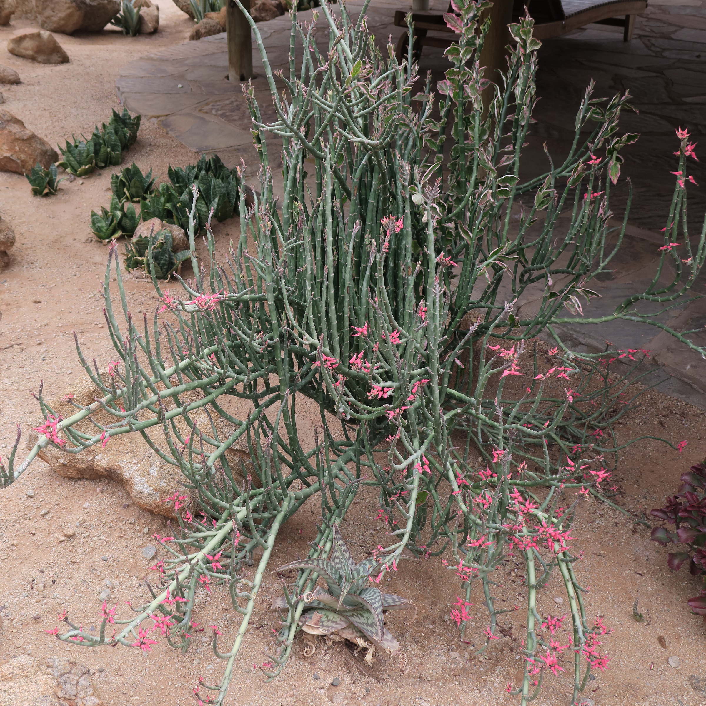 Afficher le média euphorbia_tithymaloides6bd euphorbia_tithymaloides6bd