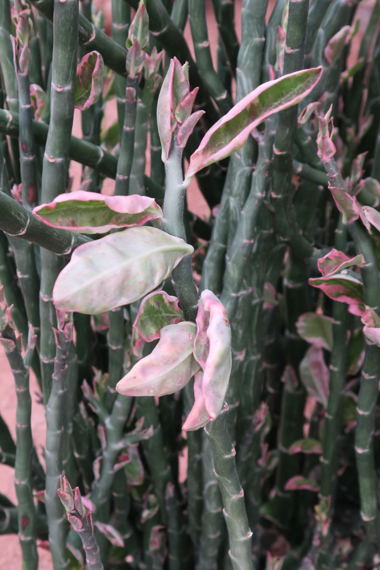 Afficher le média euphorbia_tithymaloides7bd euphorbia_tithymaloides7bd