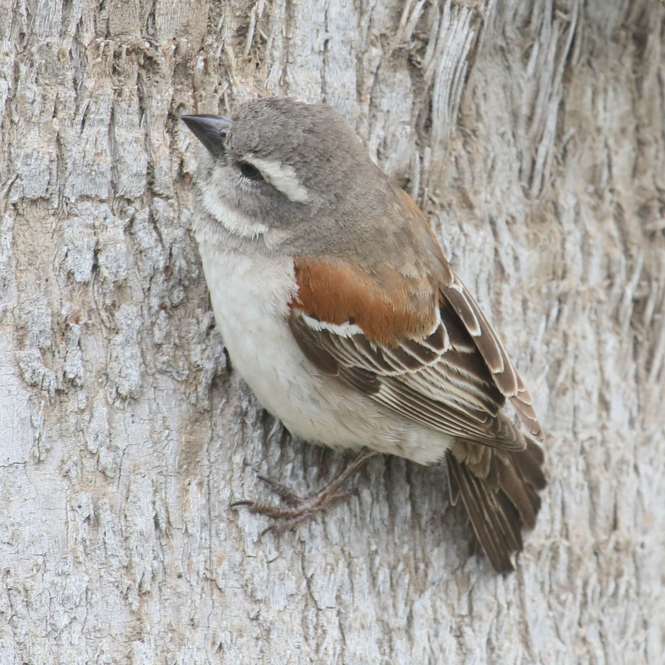 moineau_melanure_-_passer_melanurus4md