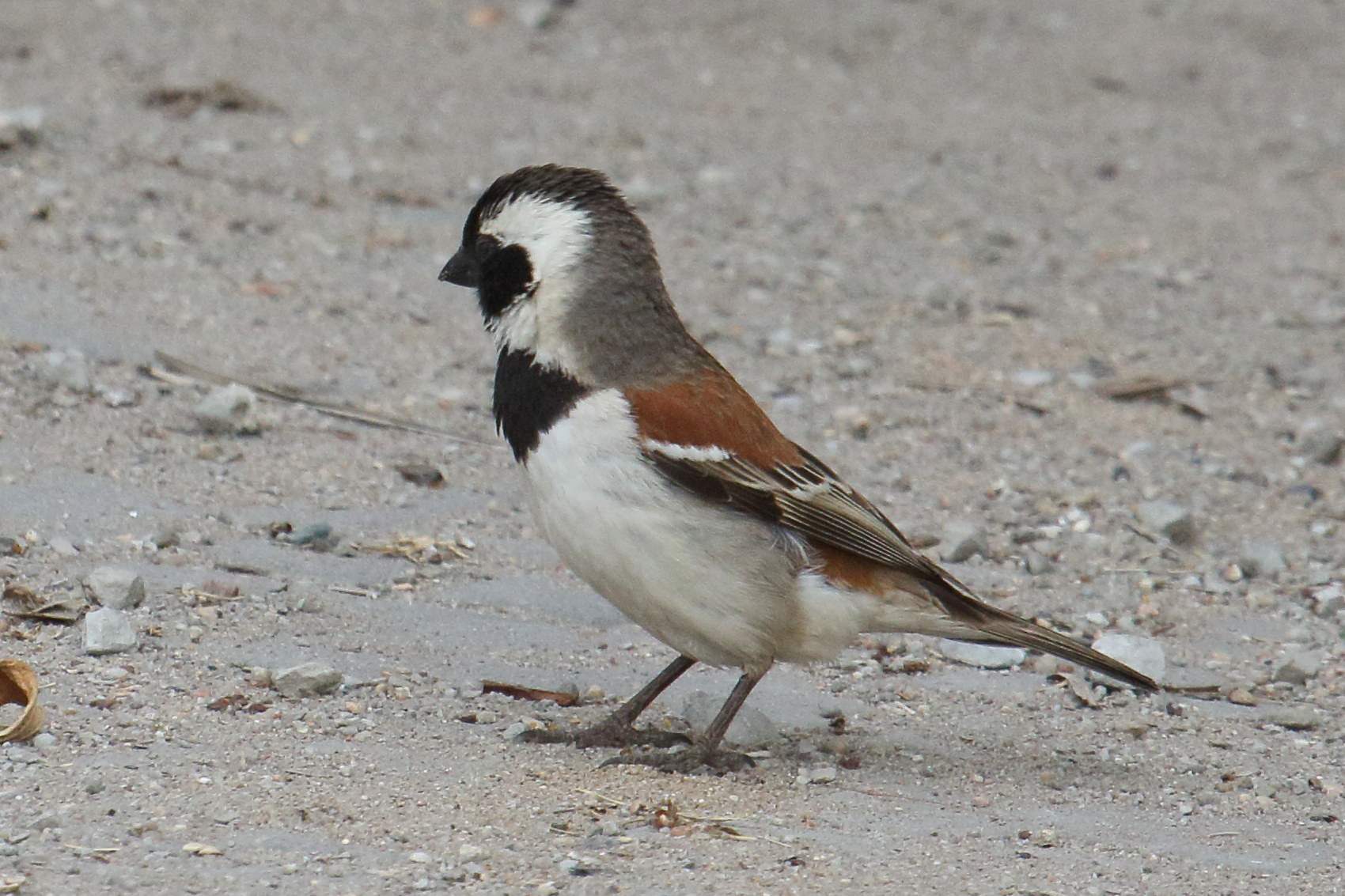 moineau_melanure_-_passer_melanurus5md