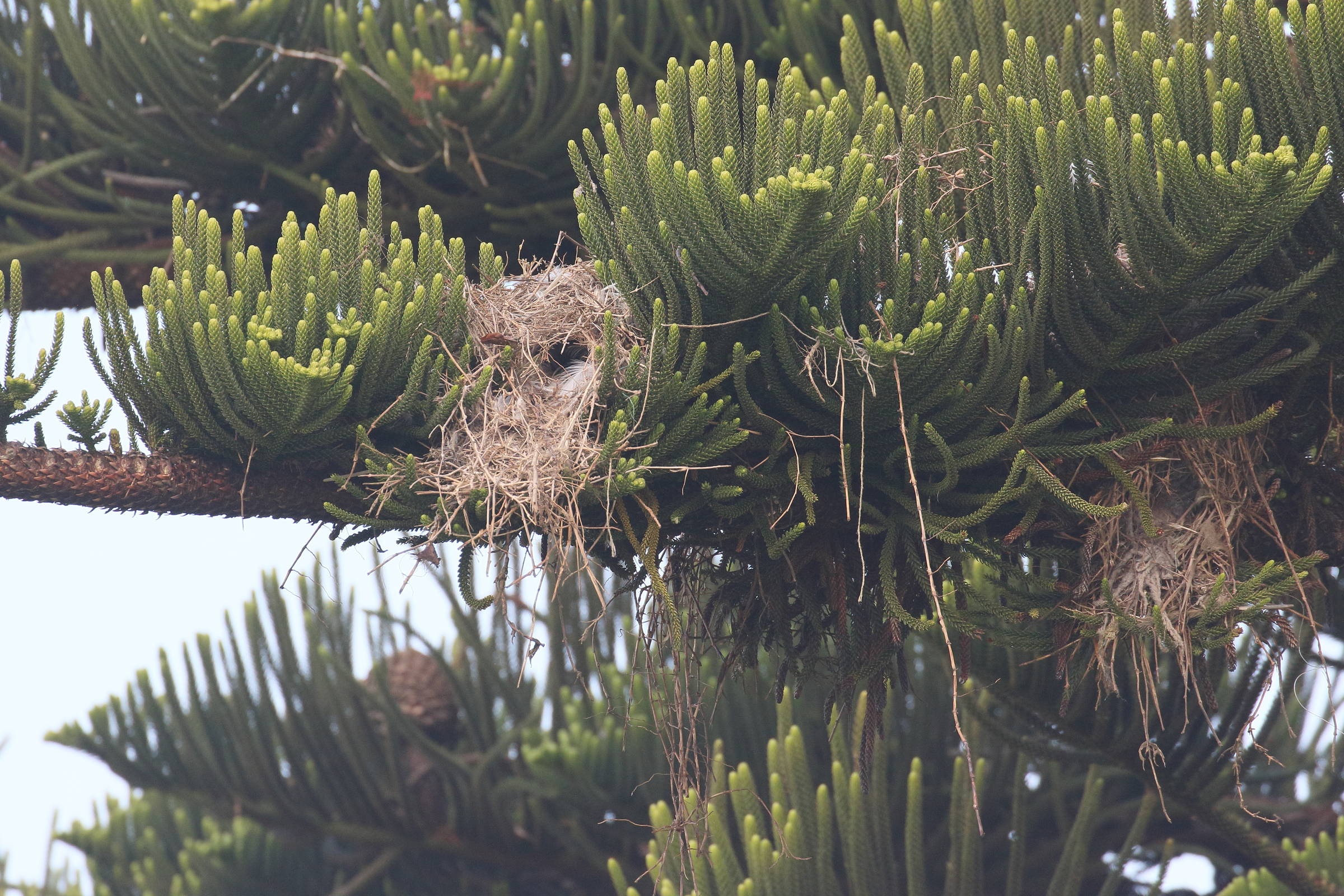 moineau_melanure_-_passer_melanurus_nid1bd