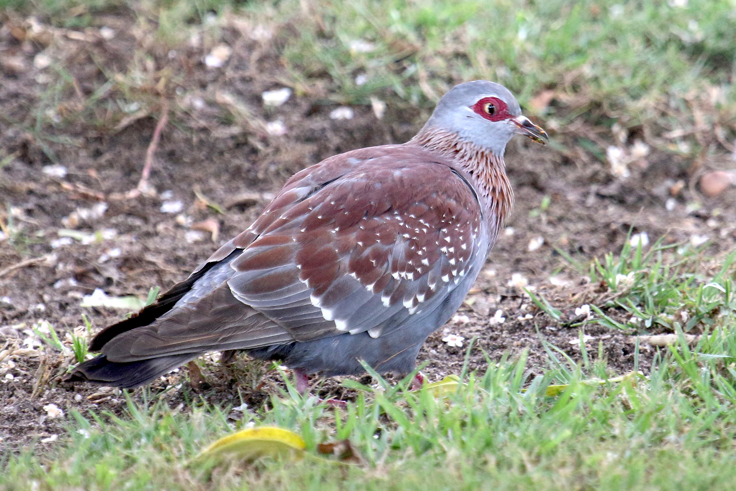 pigeon_roussard_-_columba_guinea5md