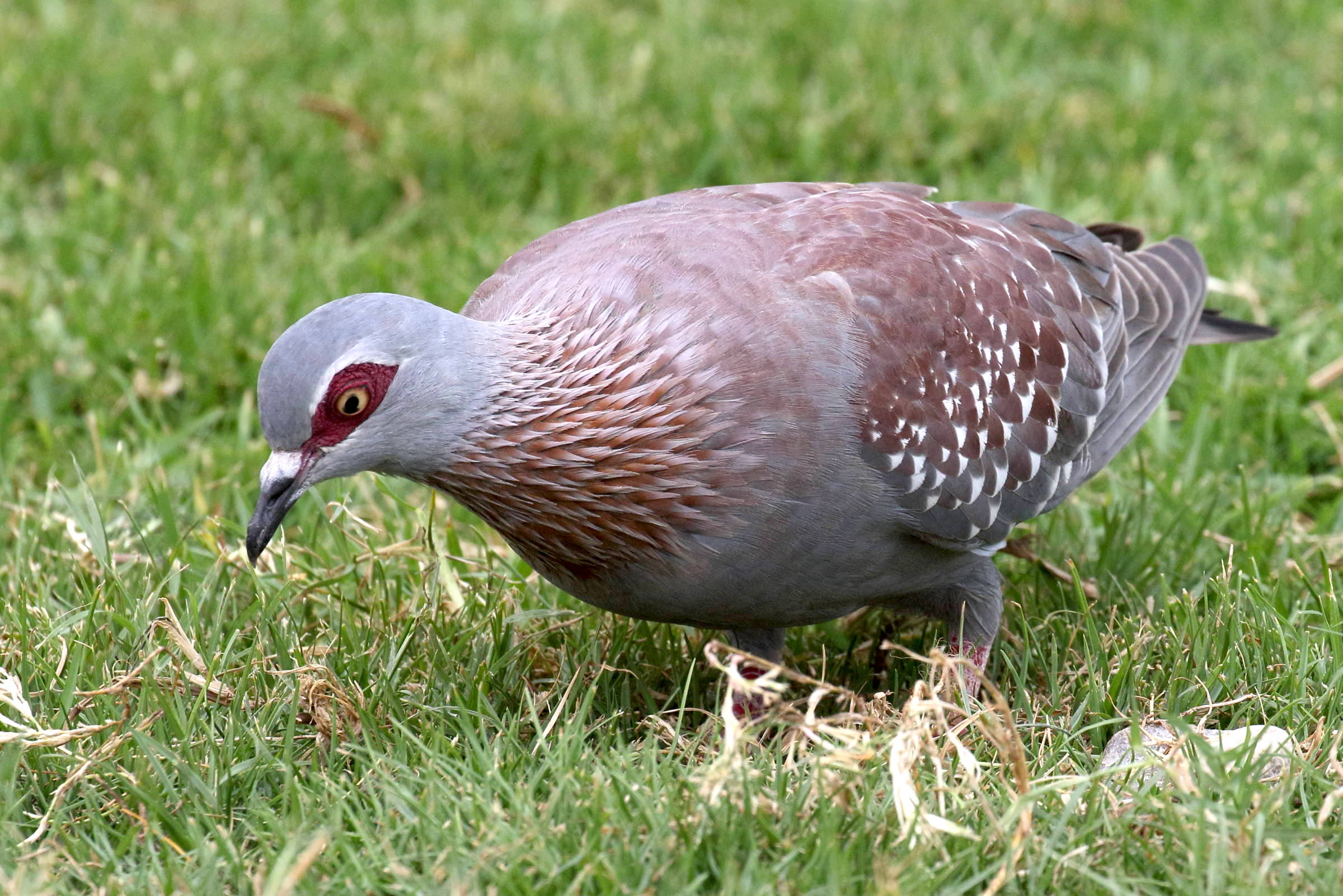pigeon_roussard_-_columba_guinea6bd