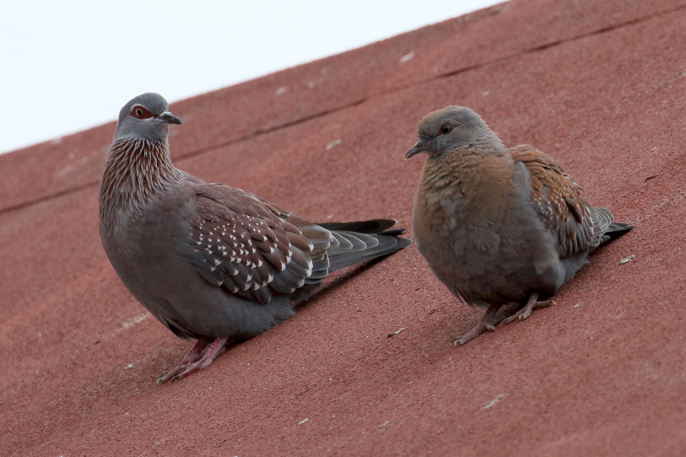 pigeon_roussard_-_columba_guinea7bd