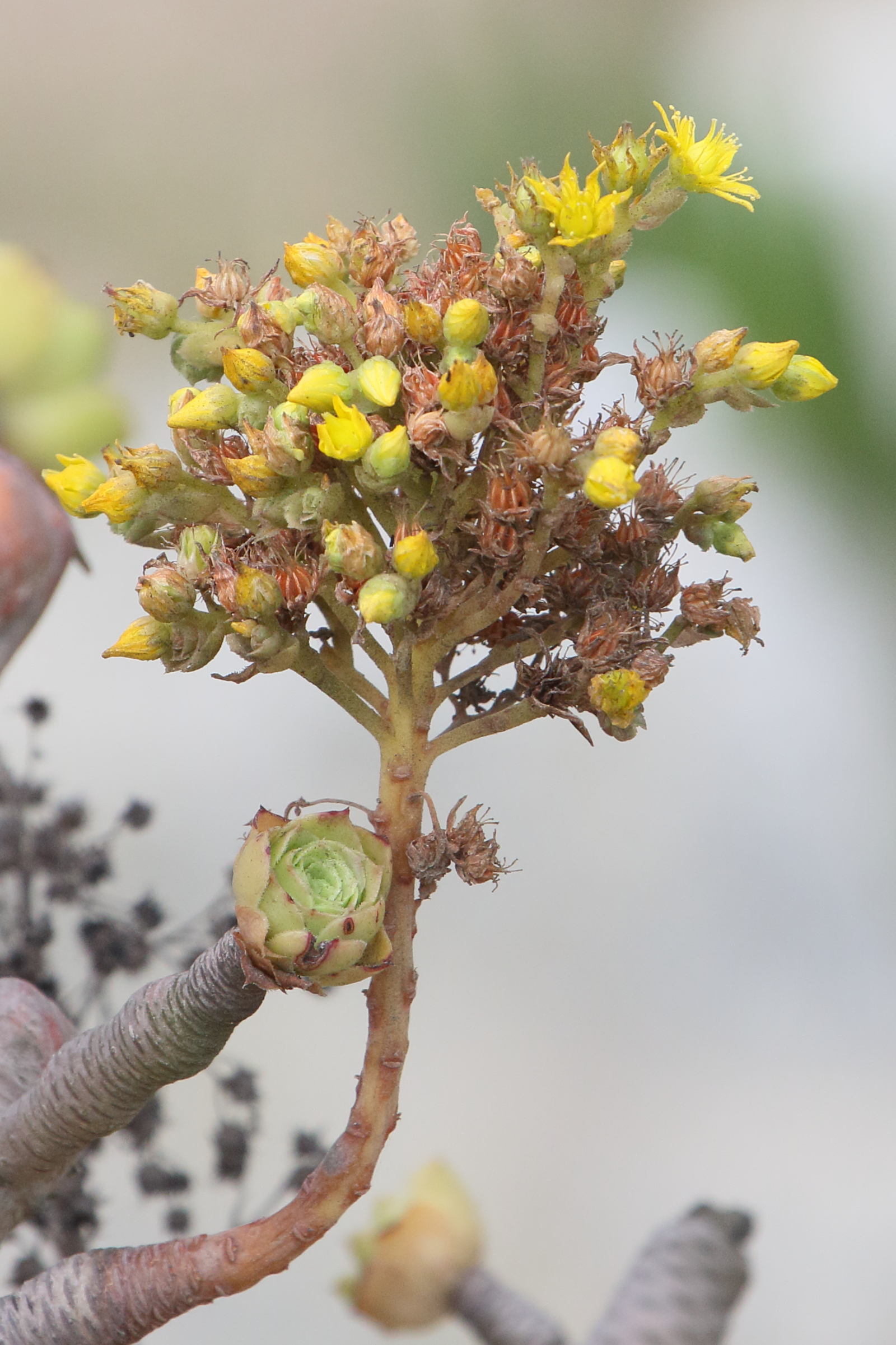 aeonium_arboreum12md