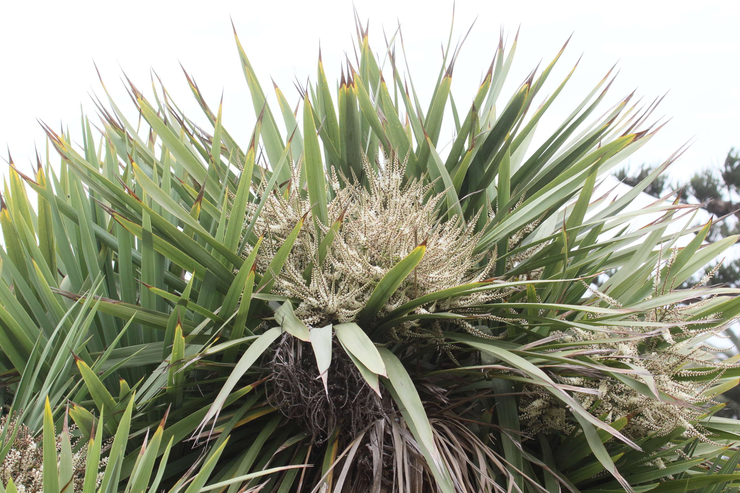 cordyline_australis9md