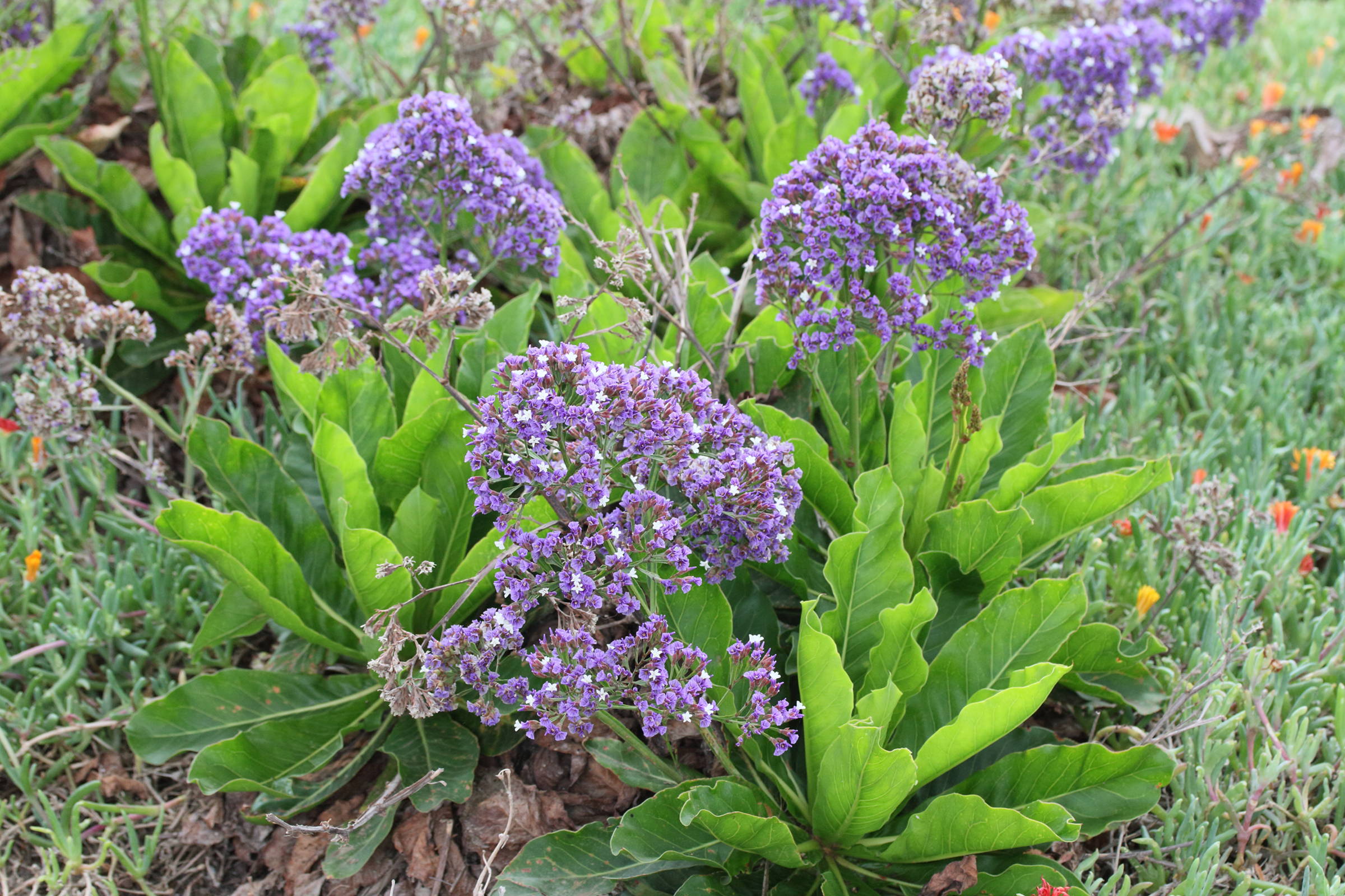 Afficher le média limonium_platyphyllum1md limonium_platyphyllum1md