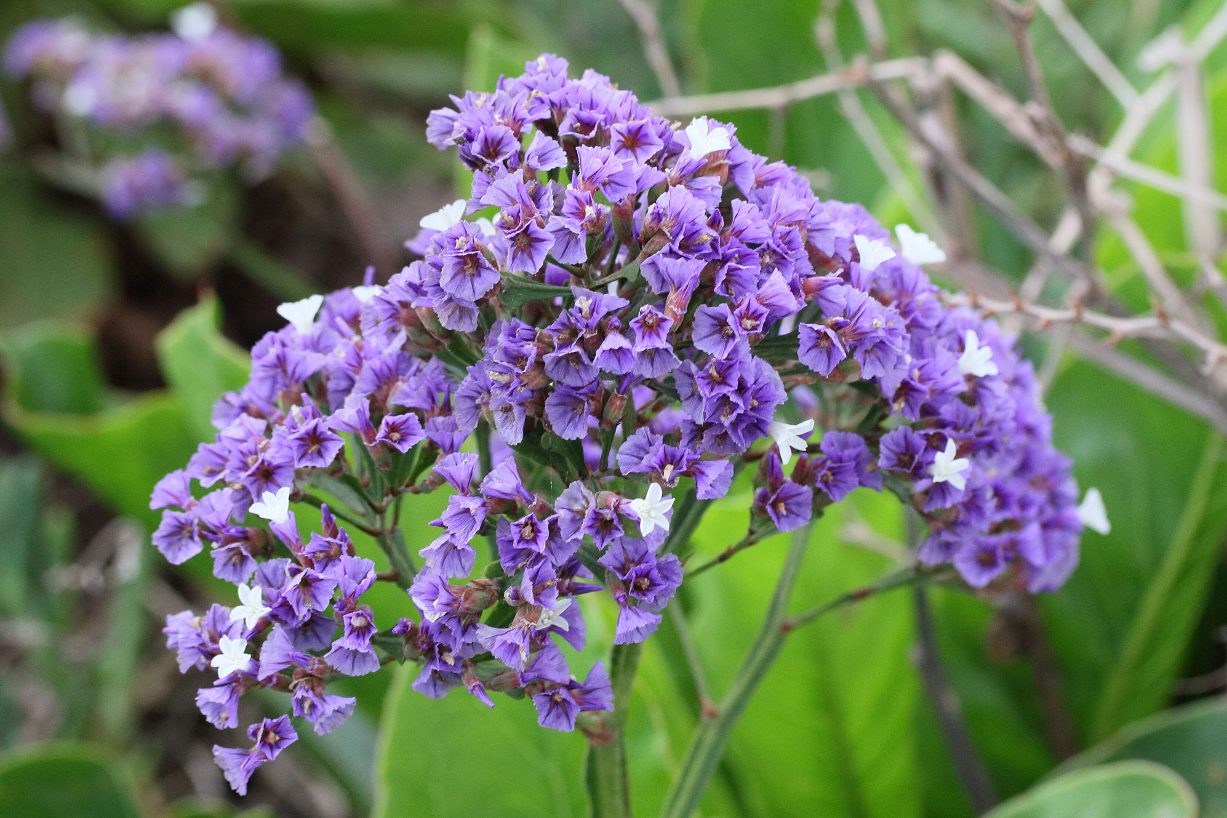 Afficher le média limonium_platyphyllum2md limonium_platyphyllum2md