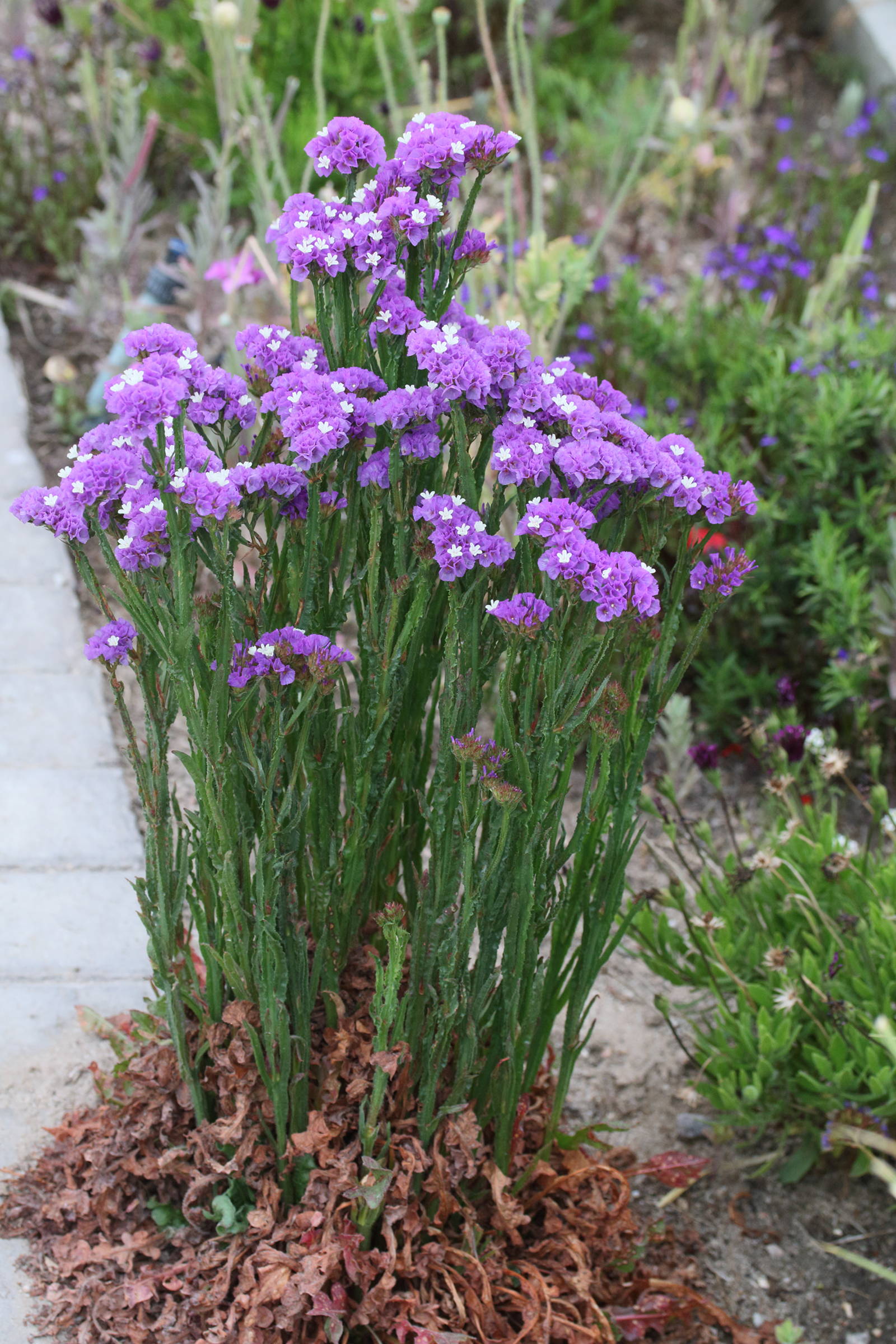 limonium_sinuatum7md