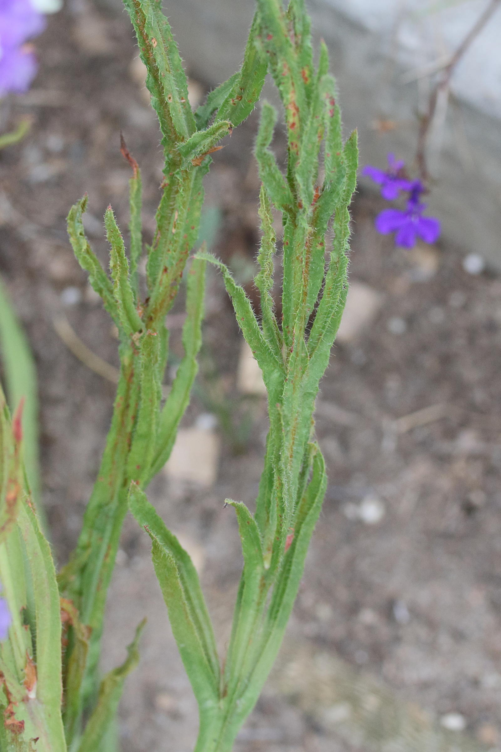 limonium_sinuatum8md