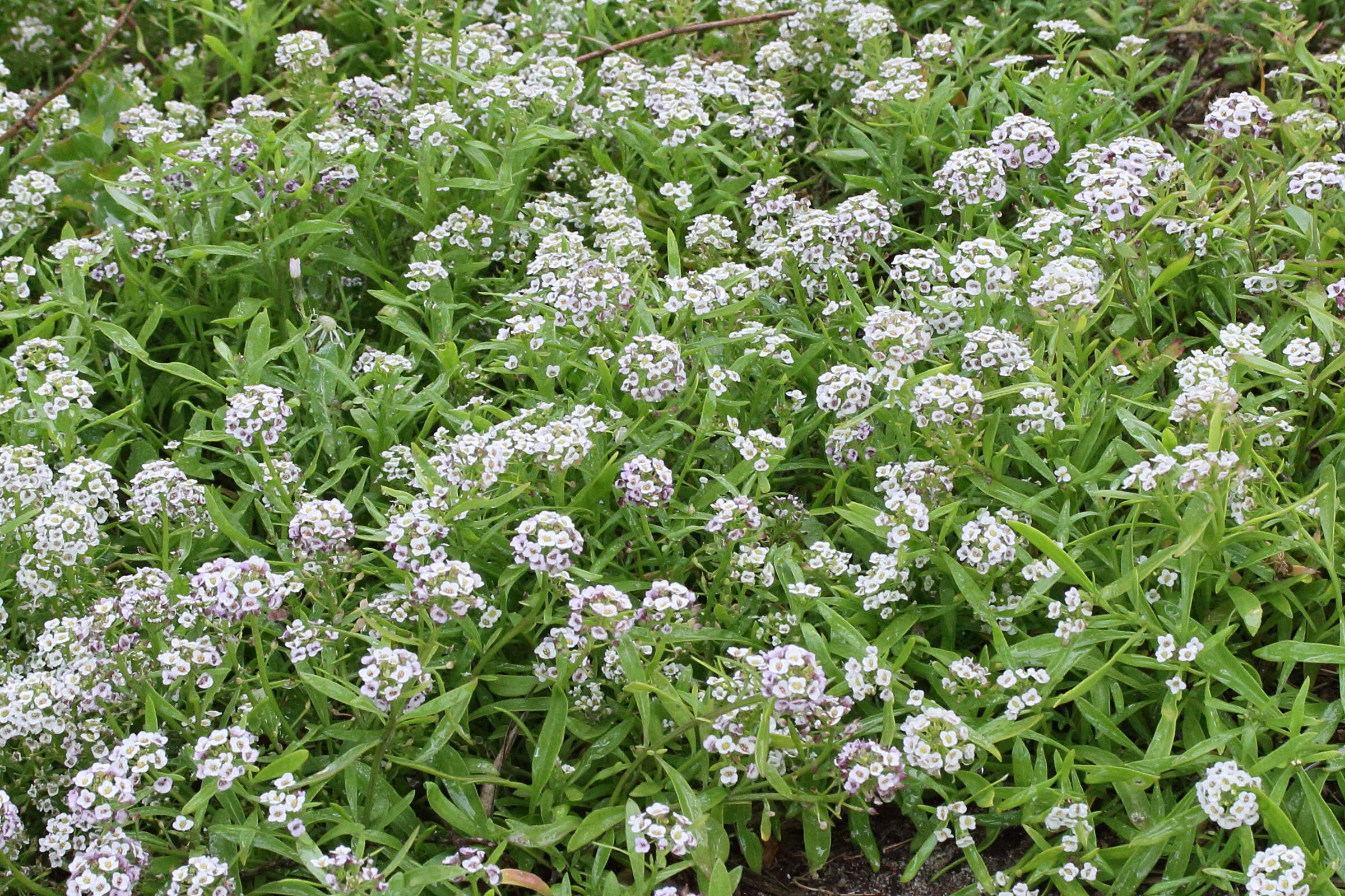 Afficher le média lobularia_maritima10md lobularia_maritima10md