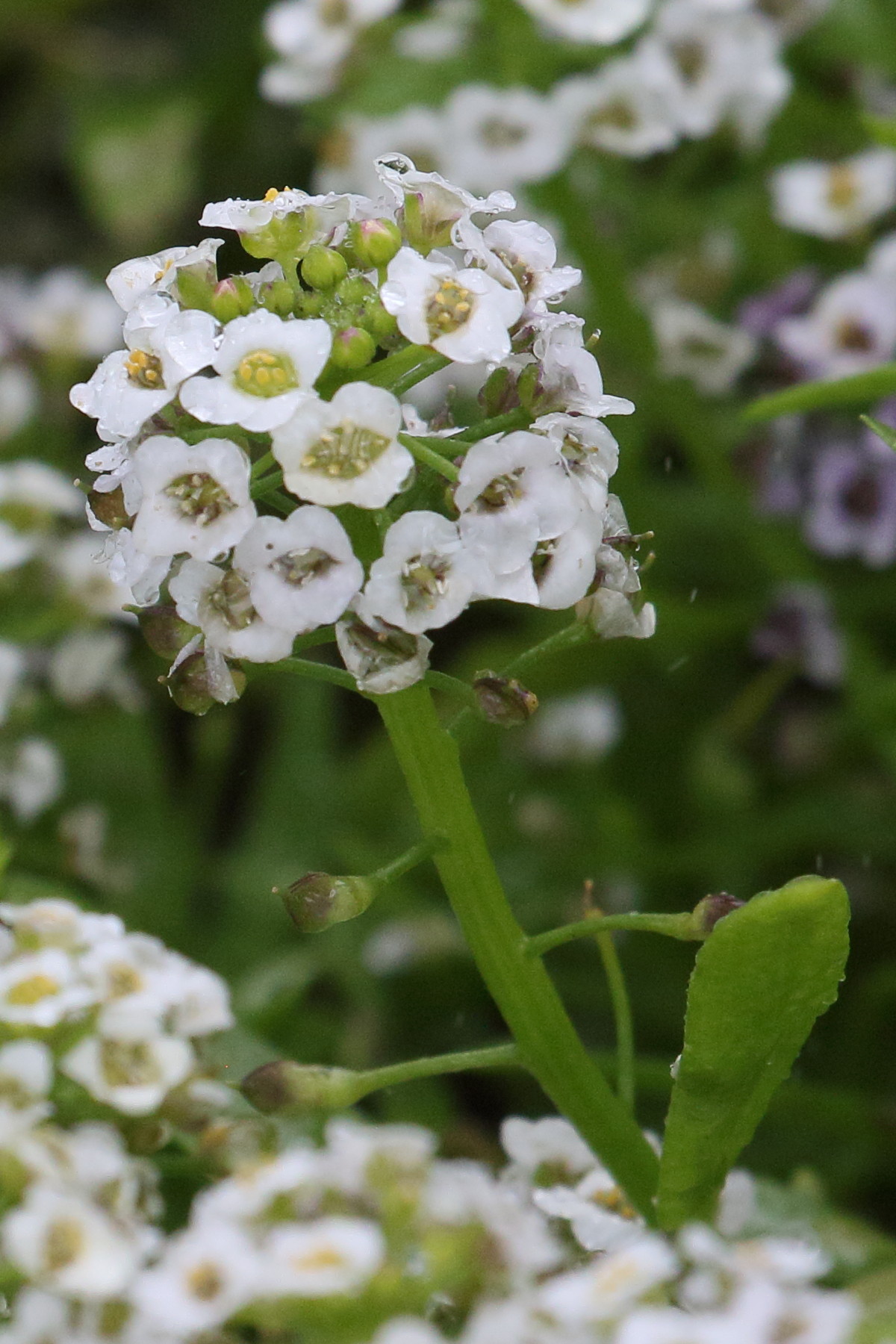 Afficher le média lobularia_maritima11bd lobularia_maritima11bd