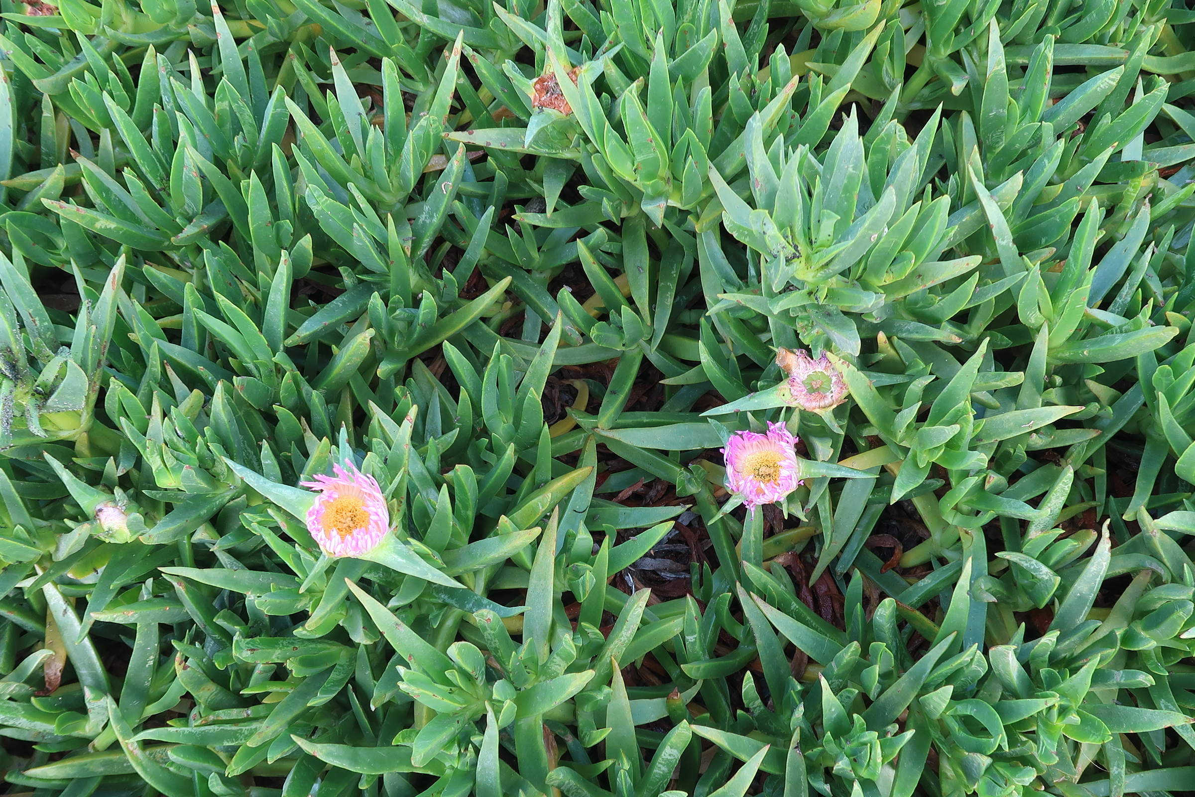 Afficher le média carpobrotus_edulis11md carpobrotus_edulis11md
