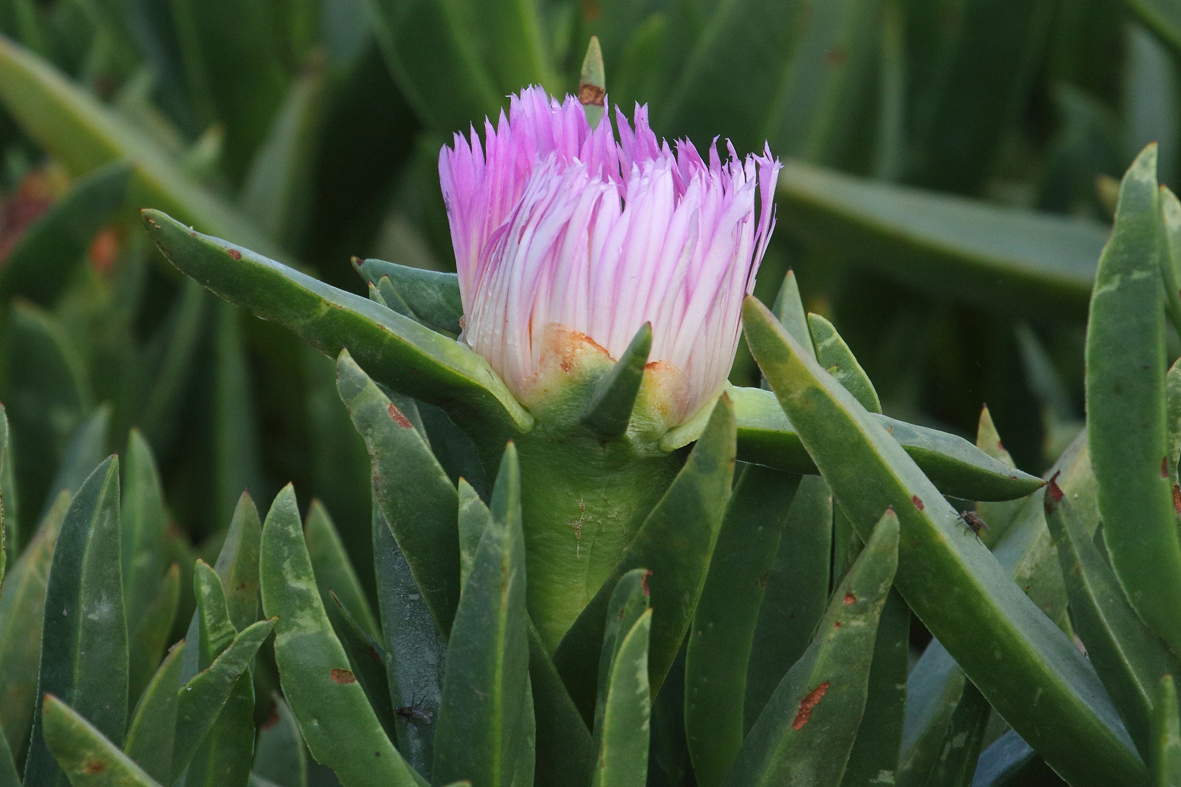 Afficher le média carpobrotus_edulis12md carpobrotus_edulis12md