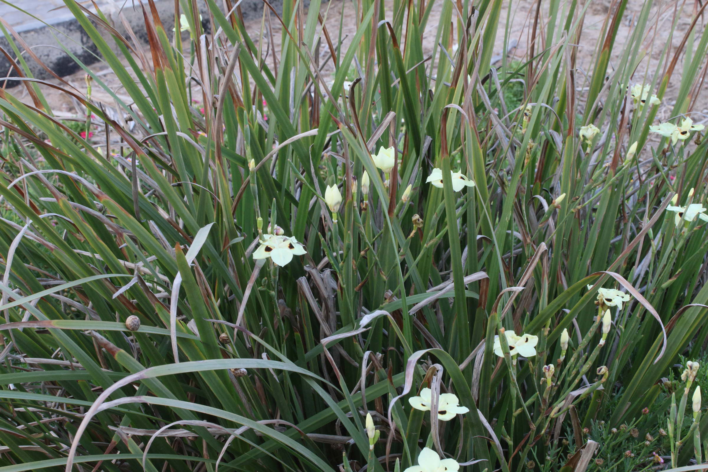 dietes_bicolor3md