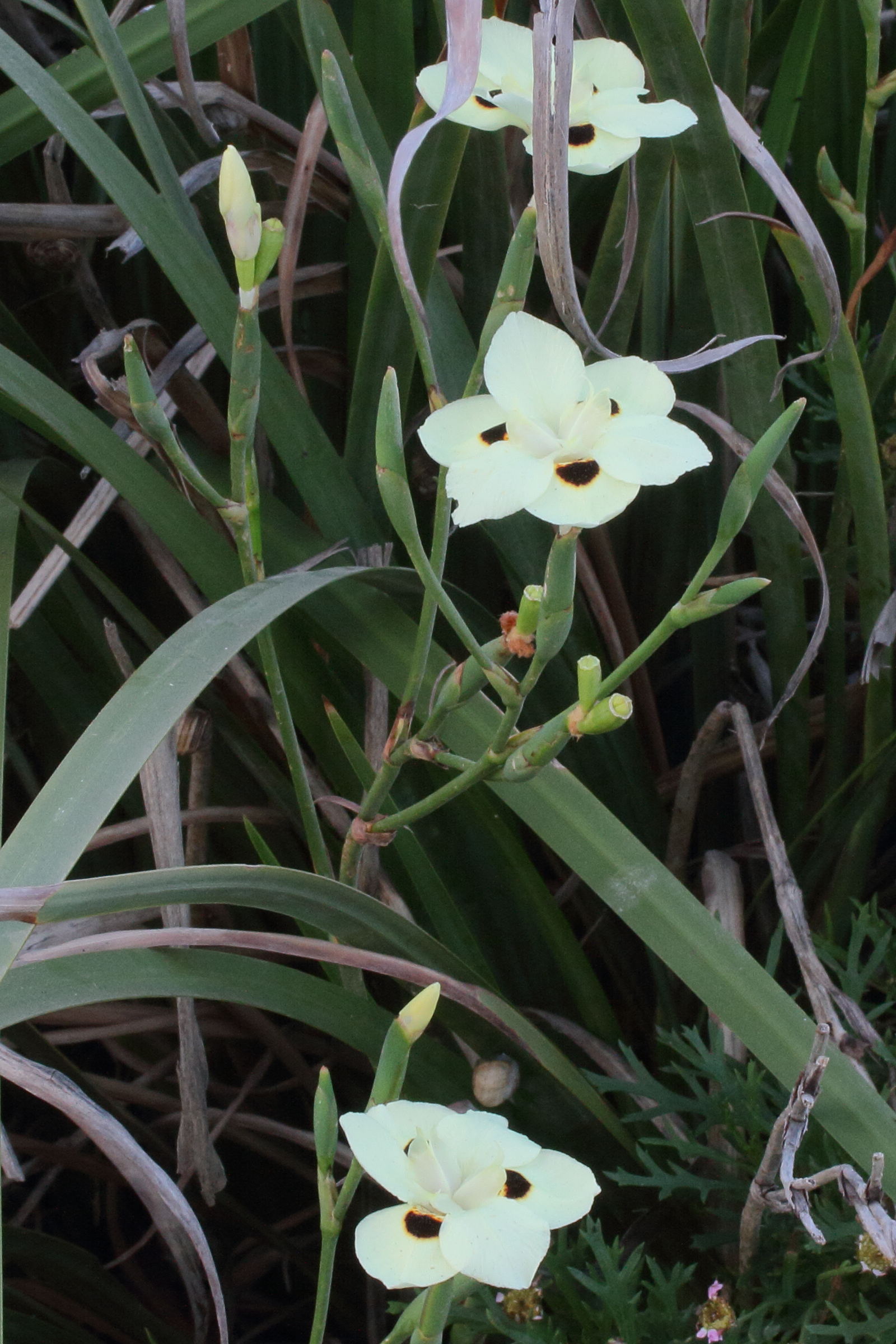 dietes_bicolor4md