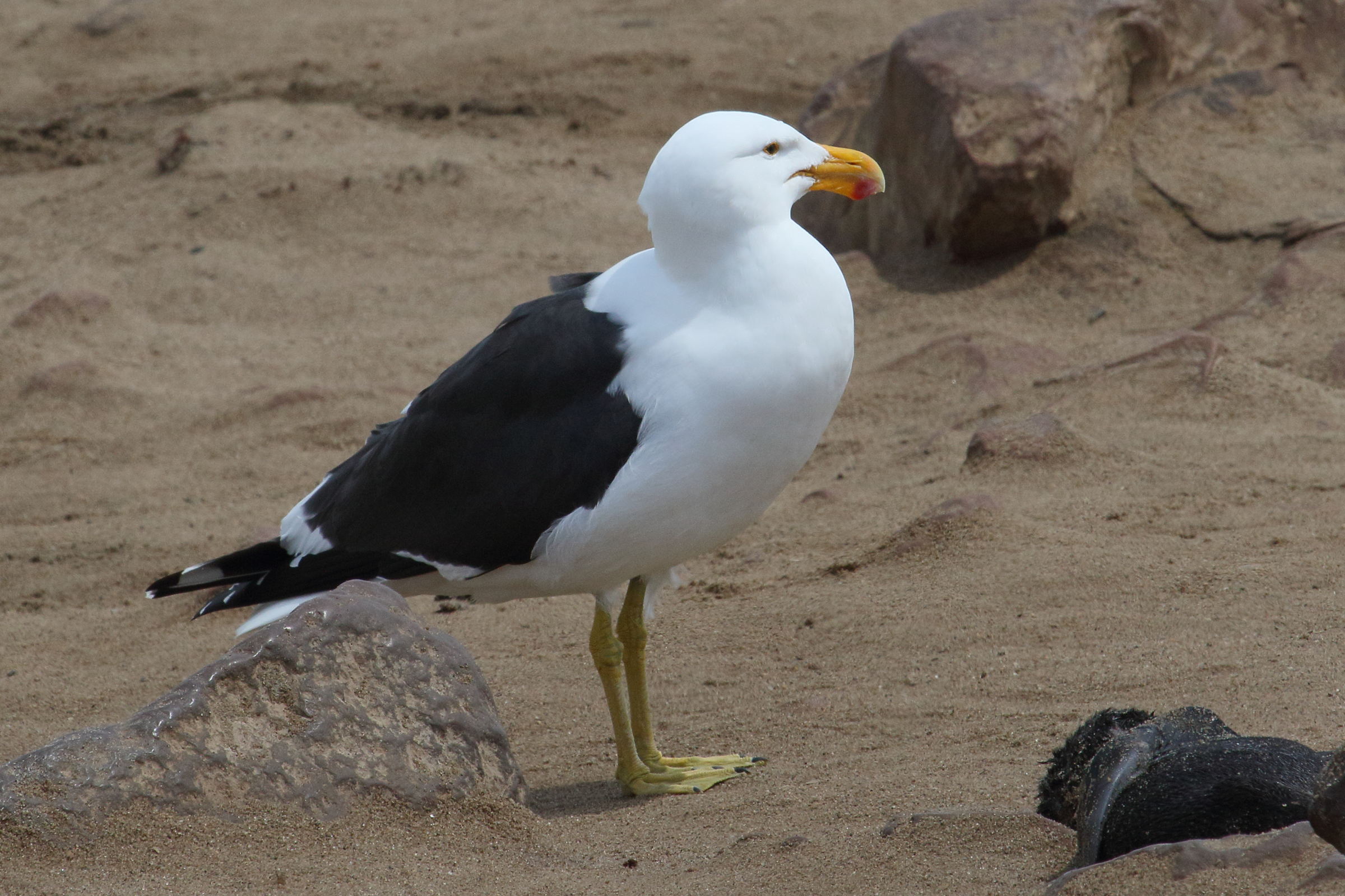 goeland_brun_-_larus_fuscus5md