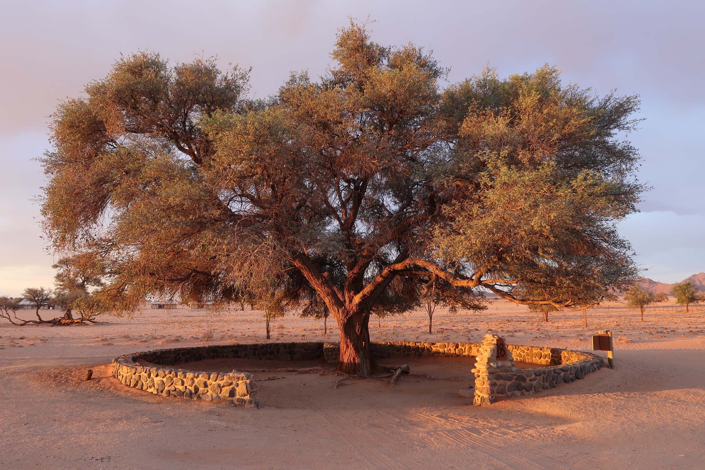 vachellia_erioloba1md