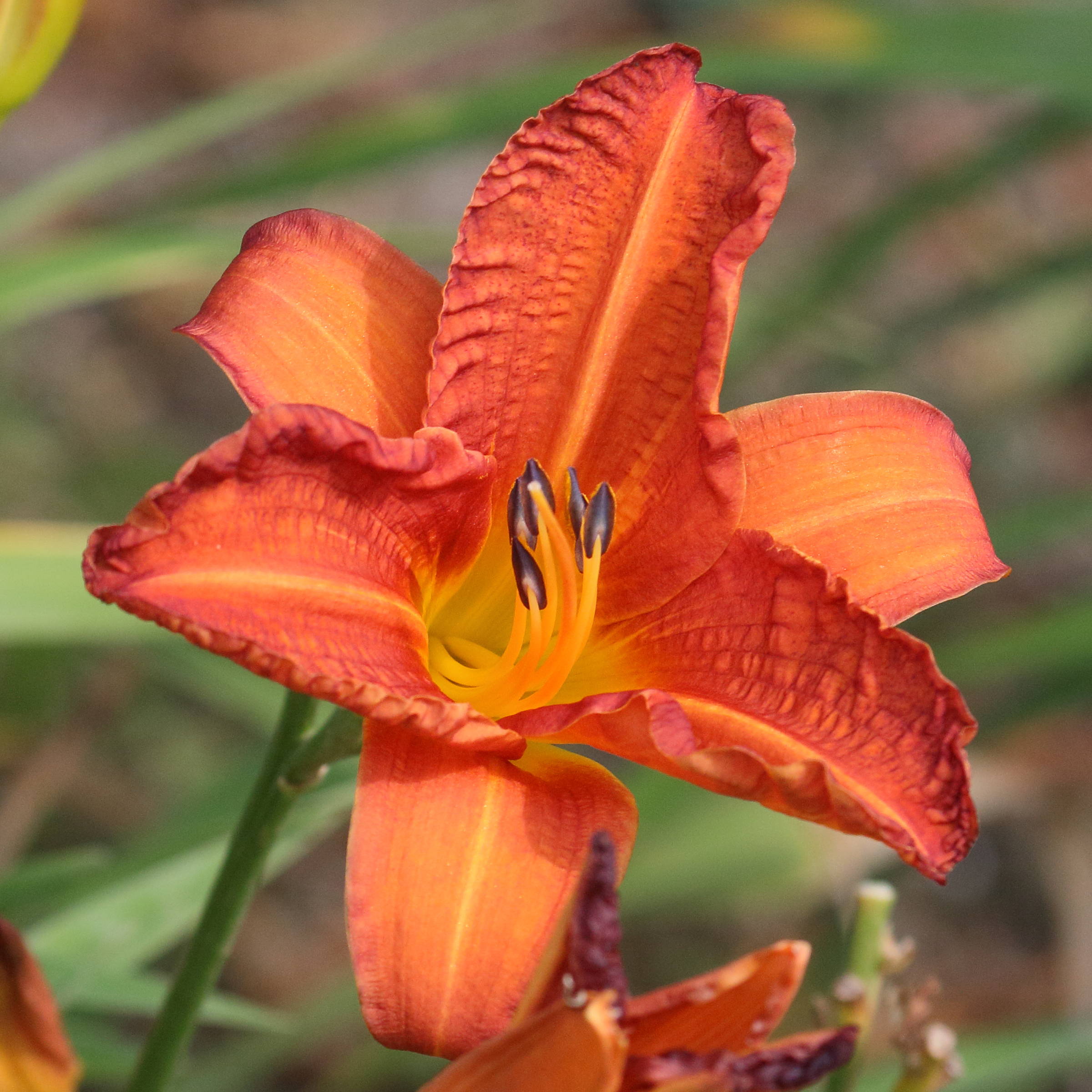 hemerocallis_fulva4md
