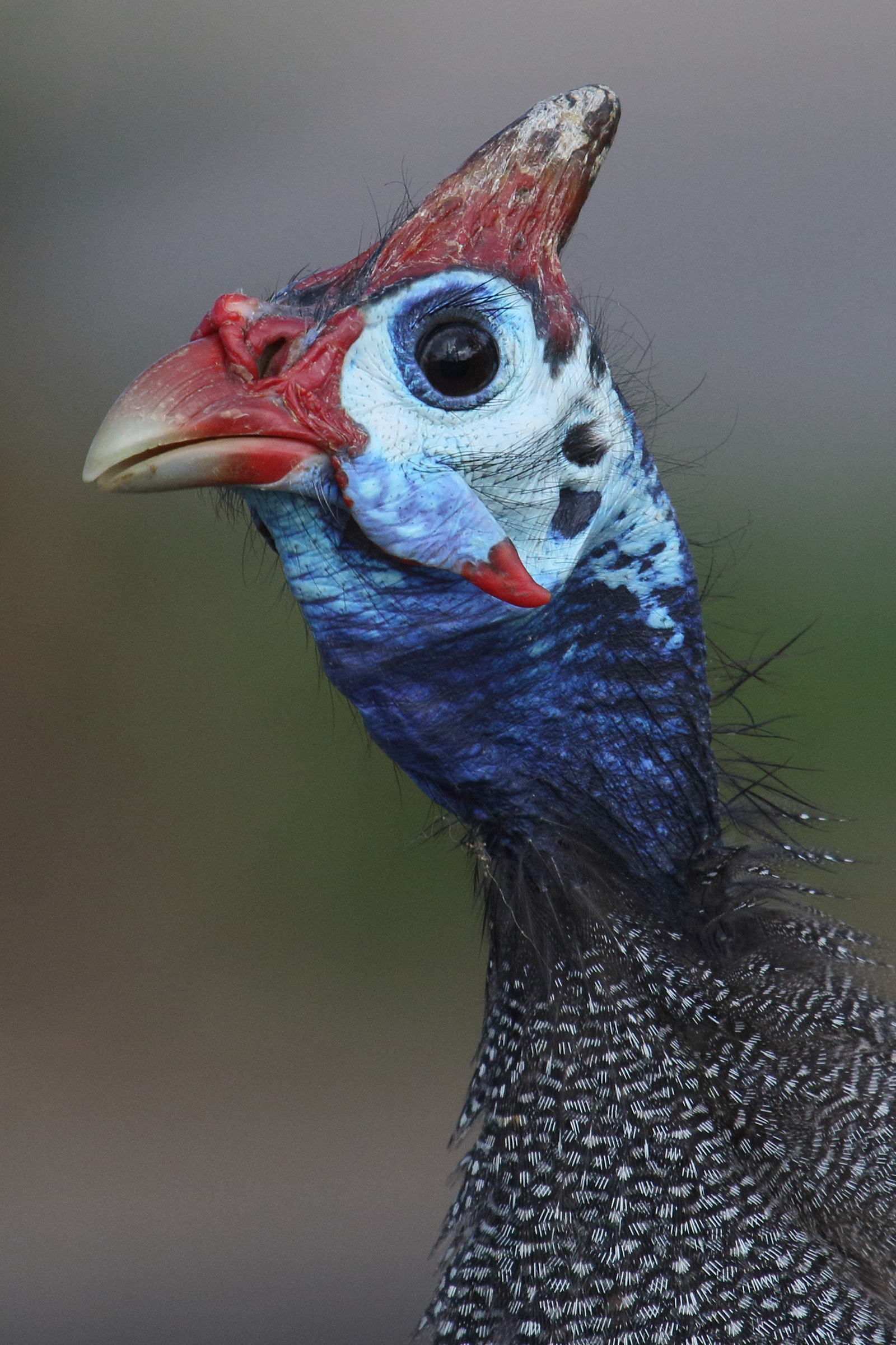 pintade_d-afrique_-_numida_meleagris4md