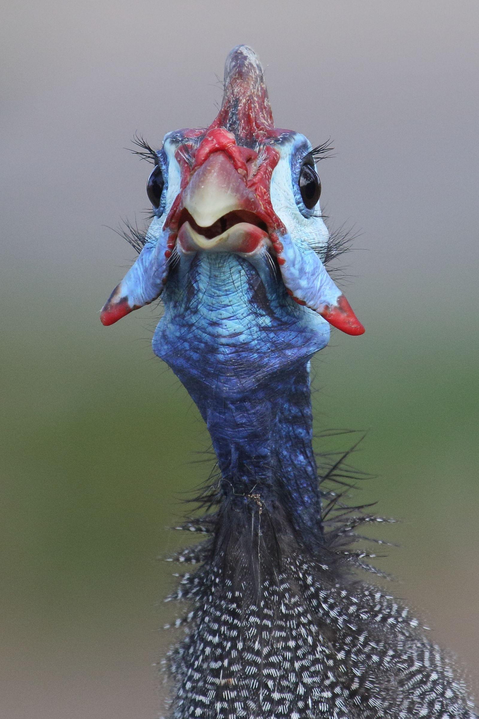 pintade_d-afrique_-_numida_meleagris5md