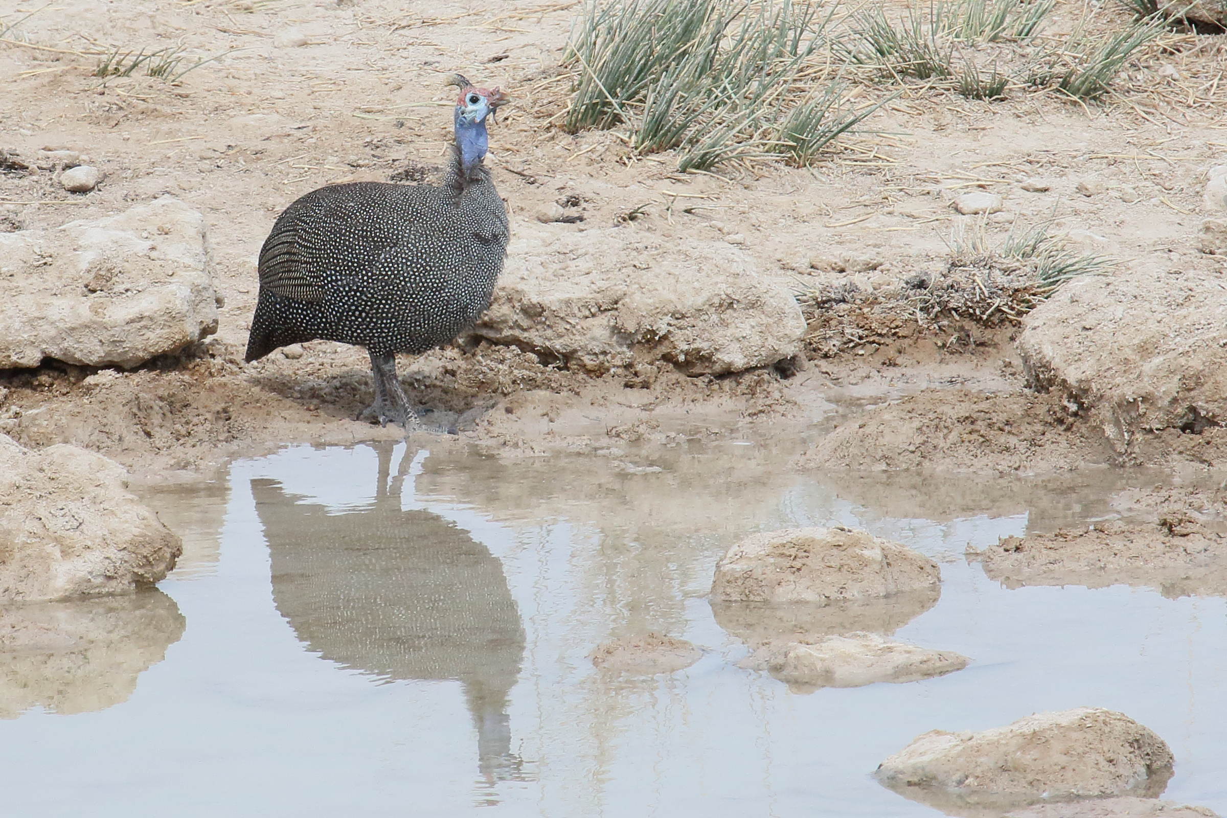 pintade_d-afrique_-_numida_meleagris6md