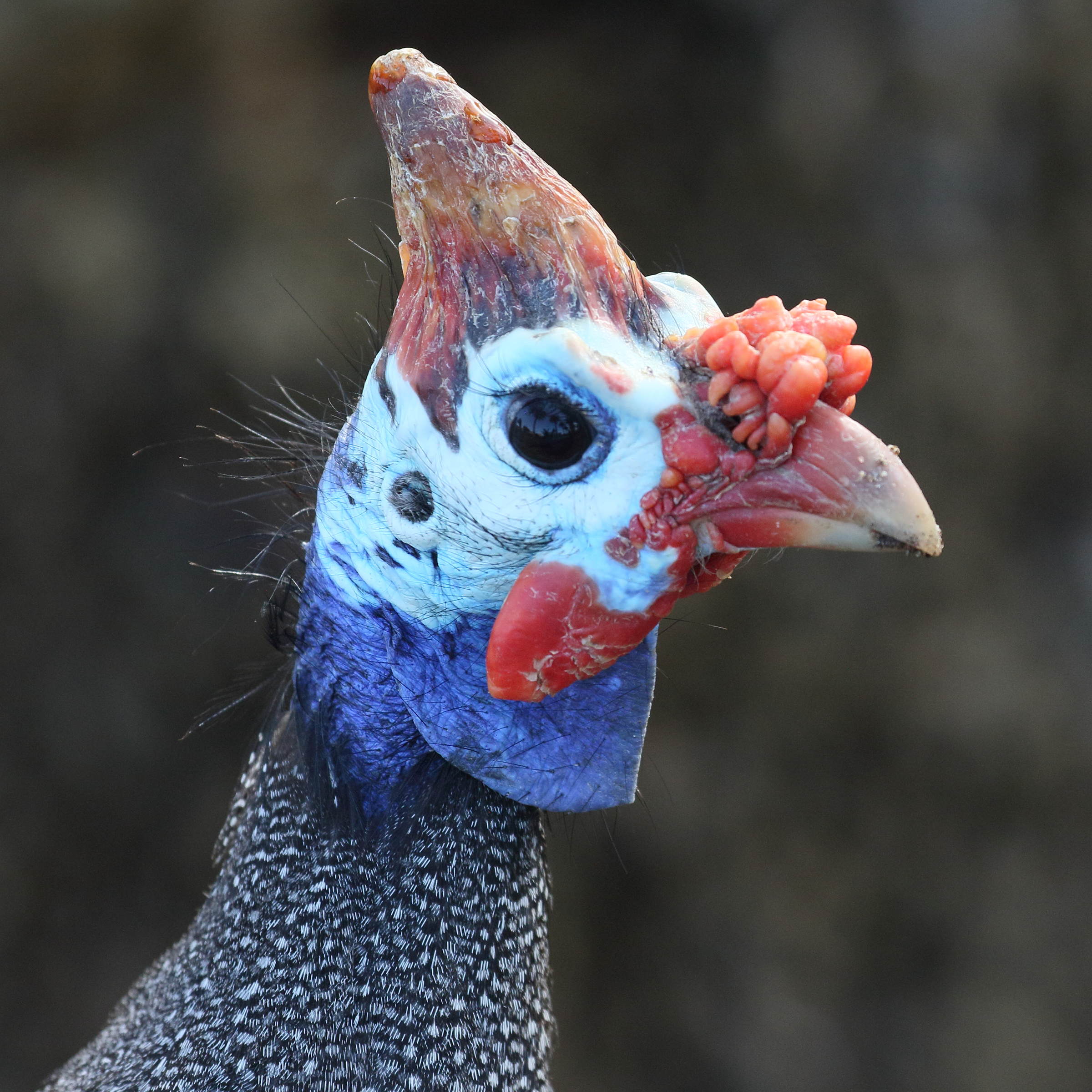 pintade_d-afrique_-_numida_meleagris7bd