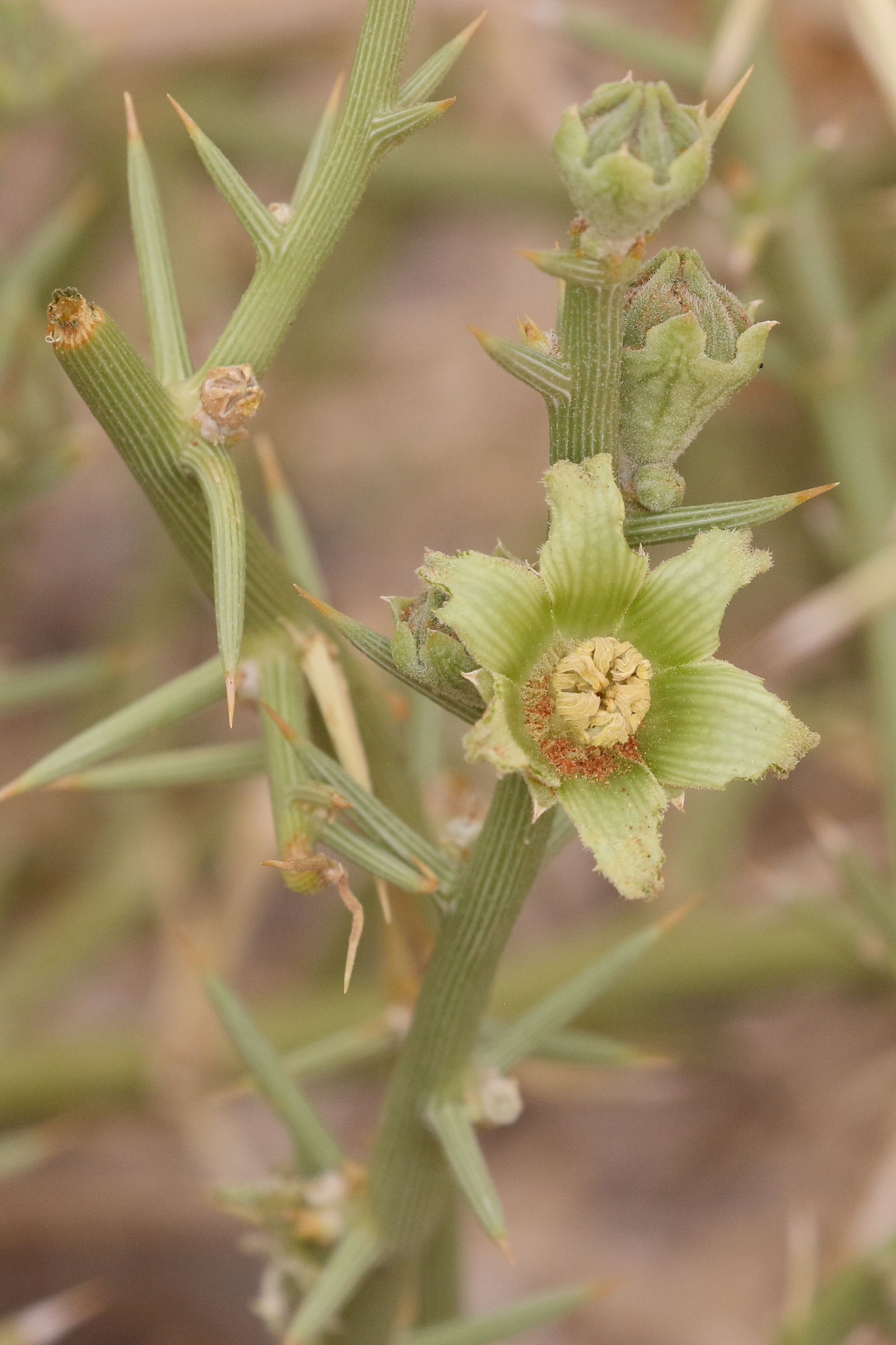 Afficher le média acanthosicyos_horridus1bd acanthosicyos_horridus1bd