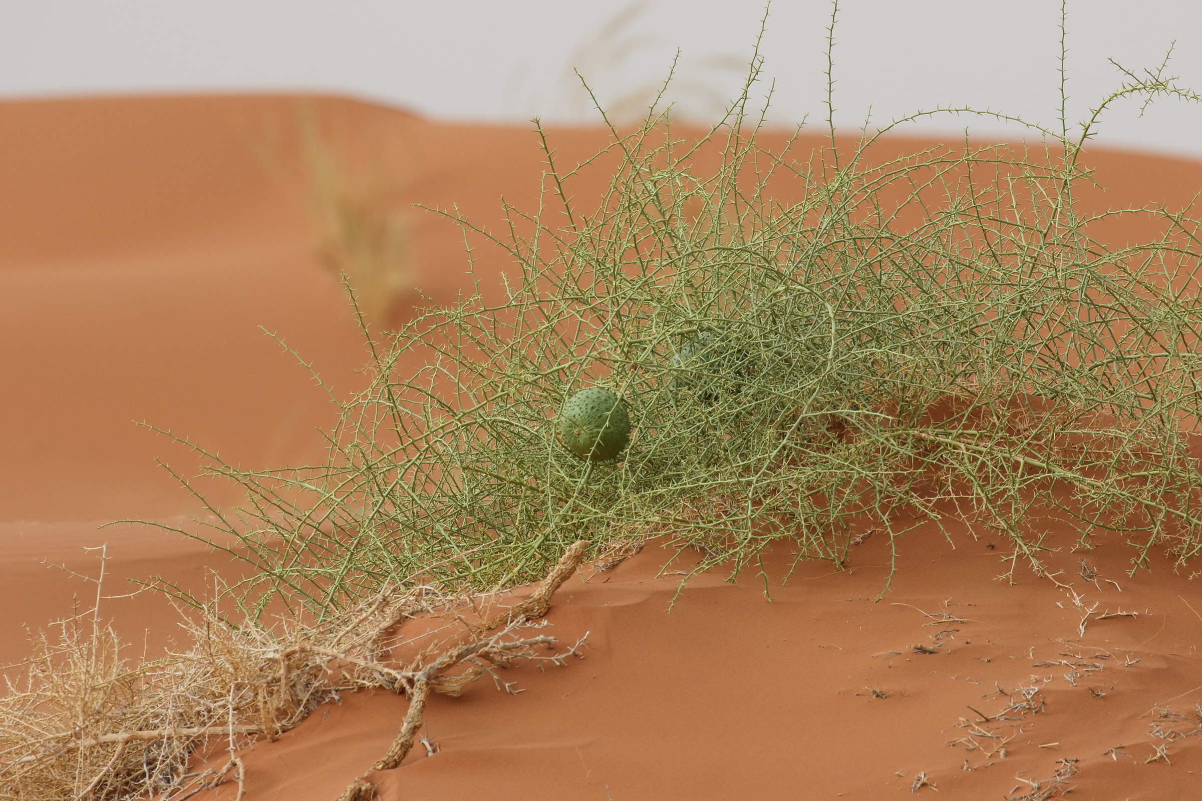 Afficher le média acanthosicyos_horridus2bd acanthosicyos_horridus2bd