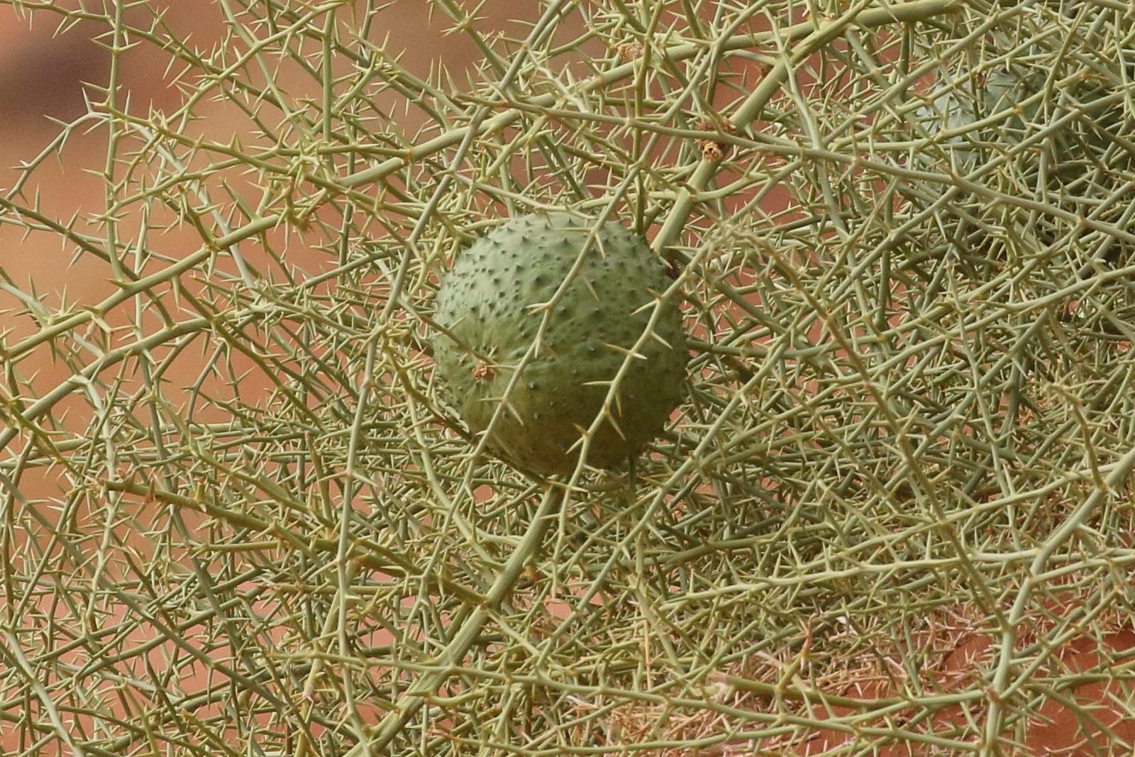 Afficher le média acanthosicyos_horridus3bd acanthosicyos_horridus3bd