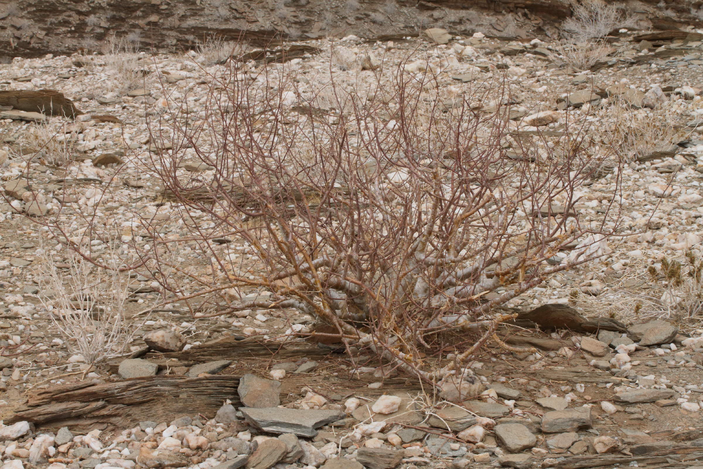 Afficher le média commiphora_virgata1md commiphora_virgata1md