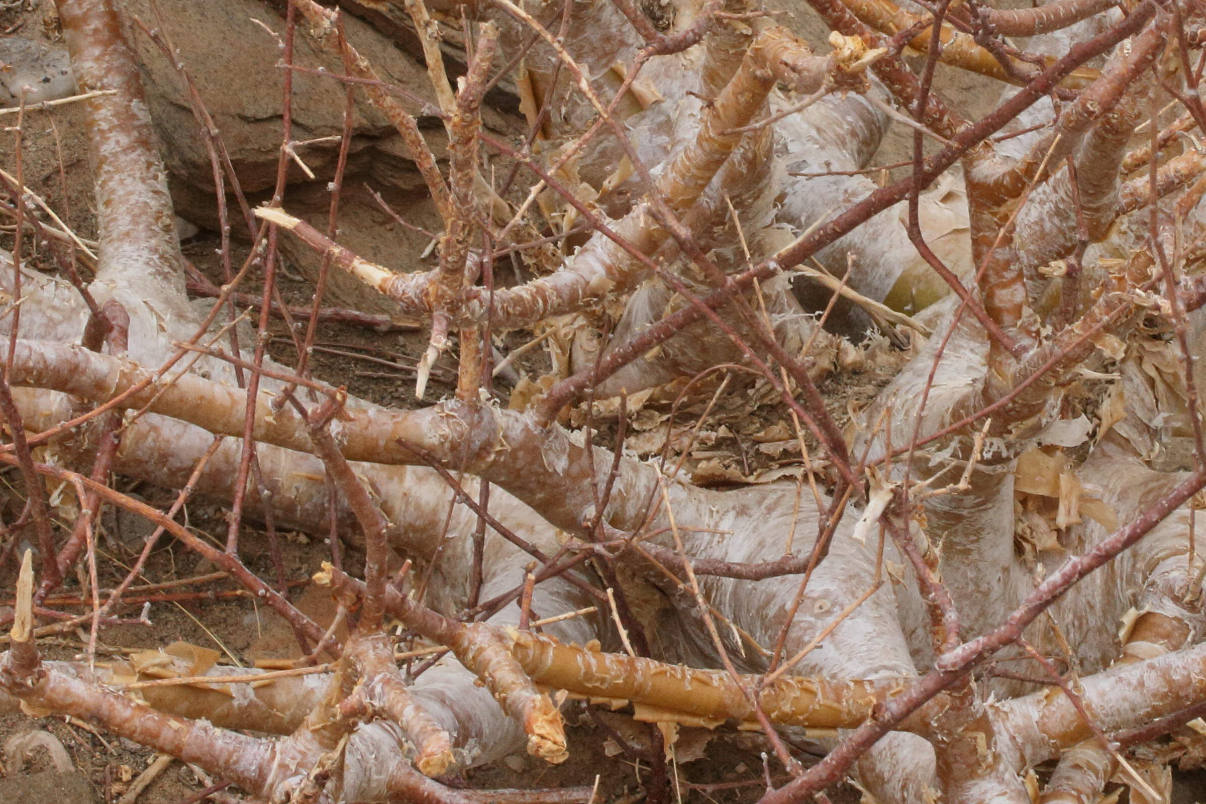 Afficher le média commiphora_virgata2md commiphora_virgata2md