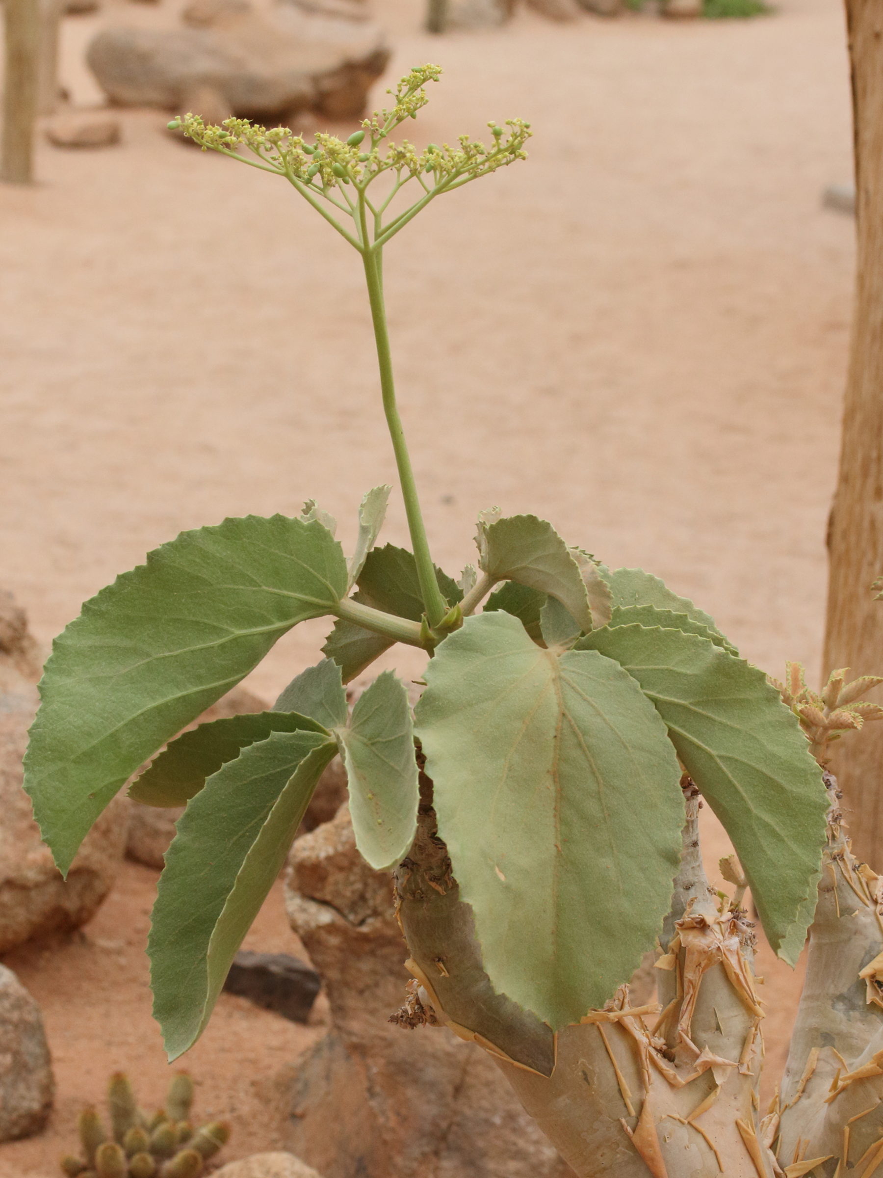 Afficher le média cyphostemma_bainesii2md cyphostemma_bainesii2md