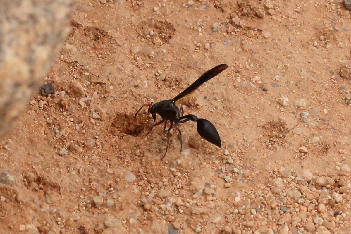 delta_emarginatum5md