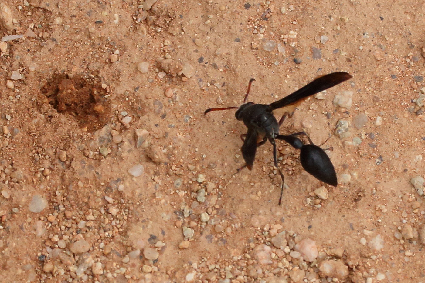 delta_emarginatum6md