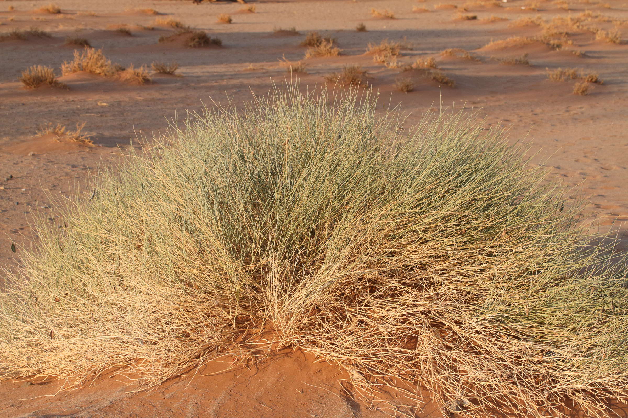 orthanhtera_albida1md