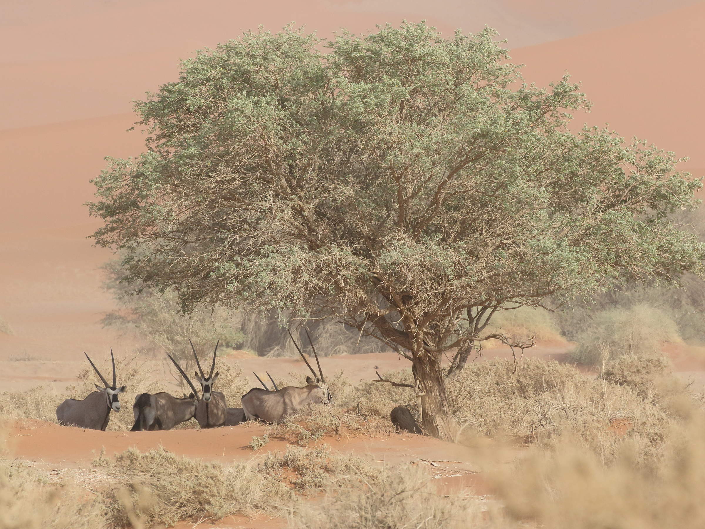 oryx_gazella3bd