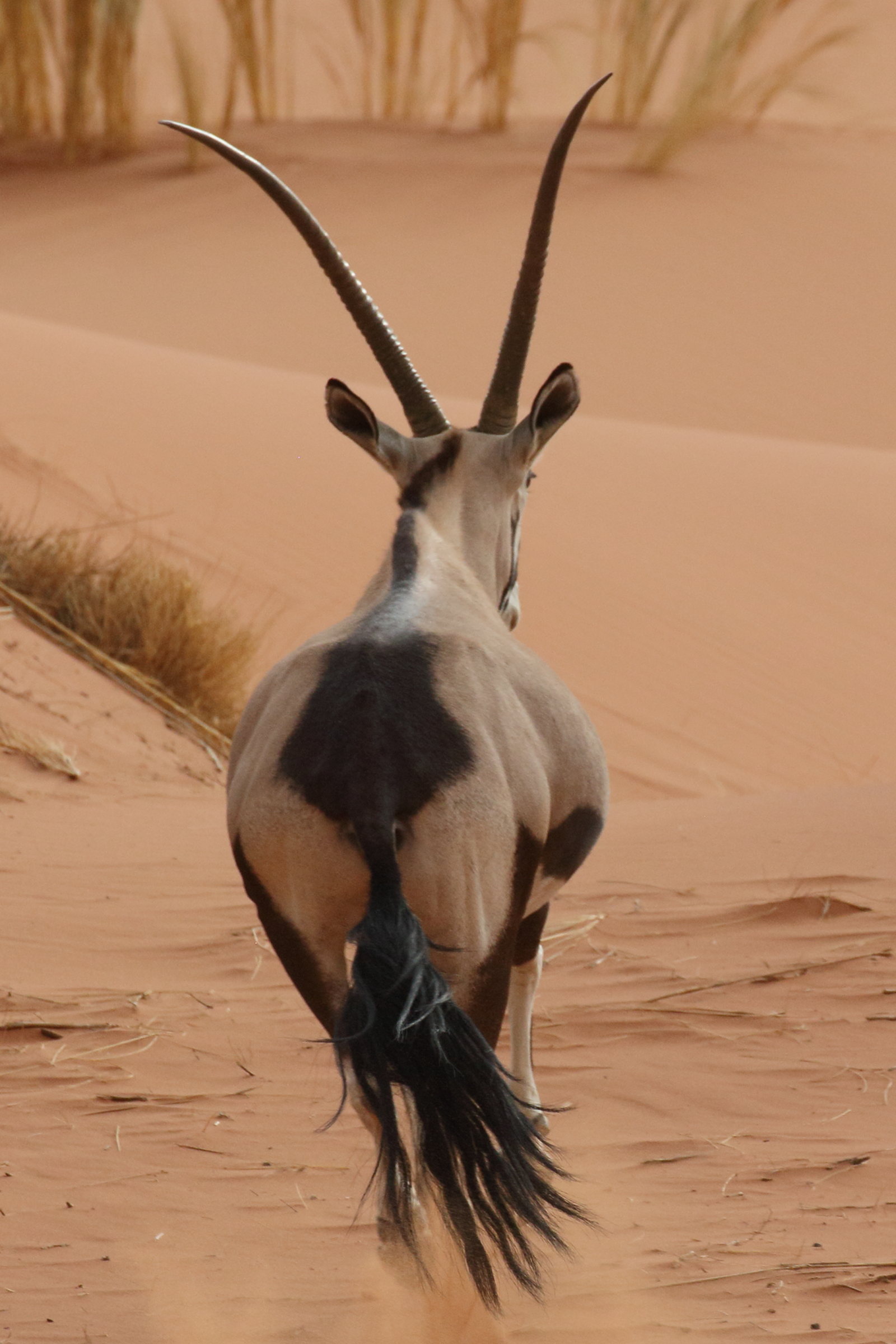 oryx_gazella4bd
