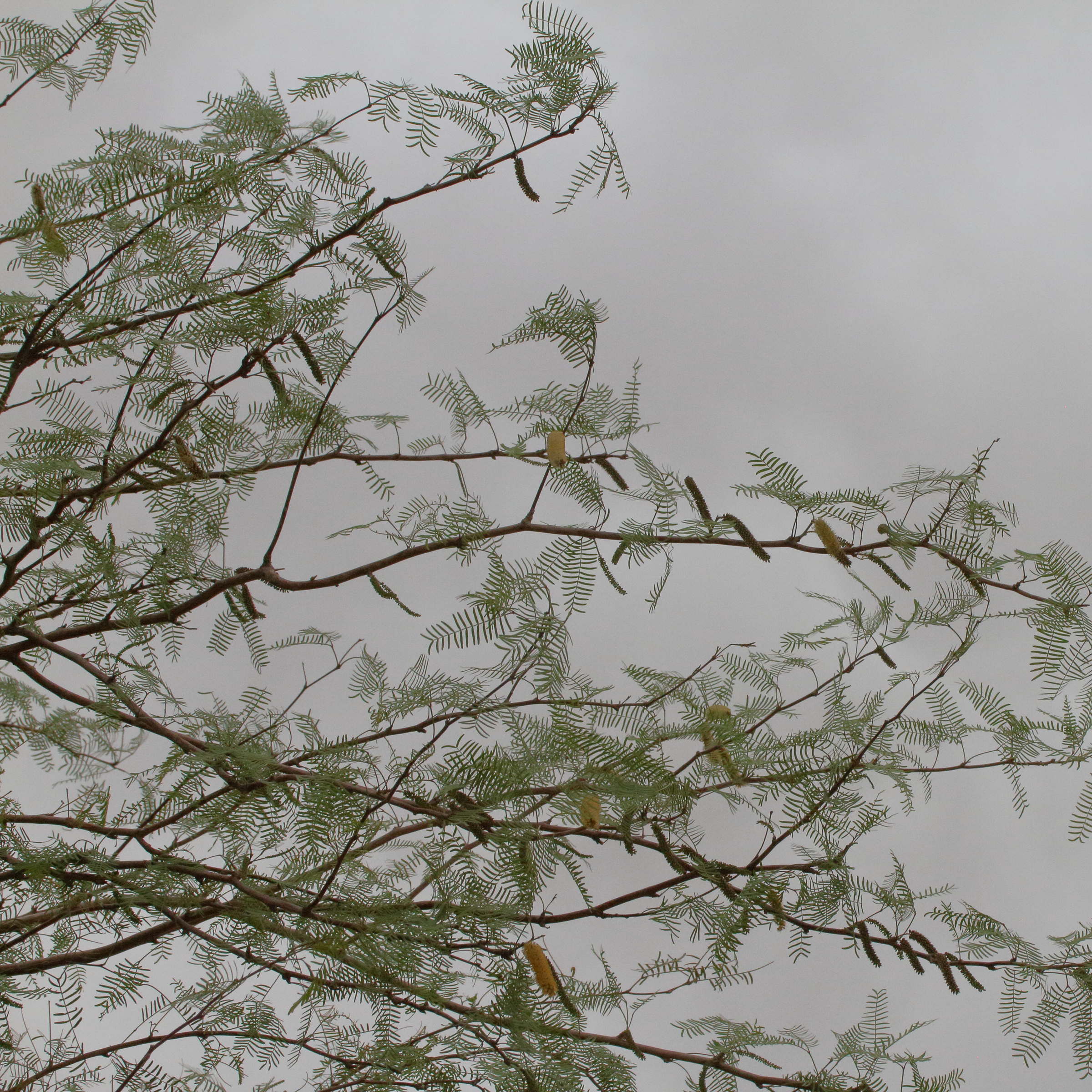 prosopis_glandulosa1md