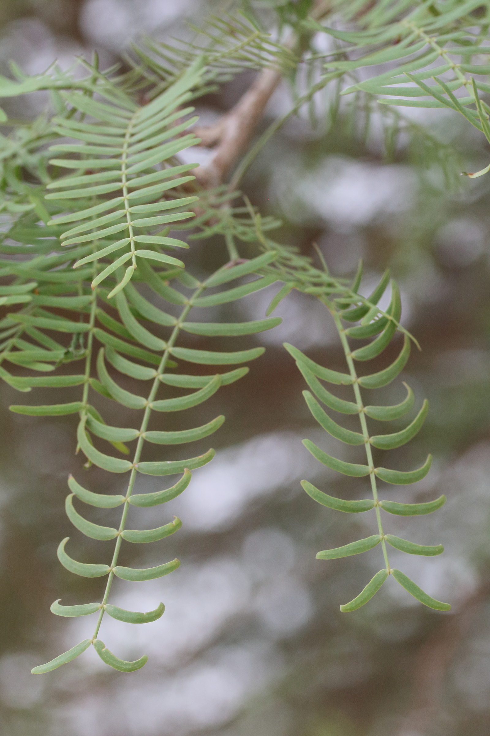 prosopis_glandulosa2md