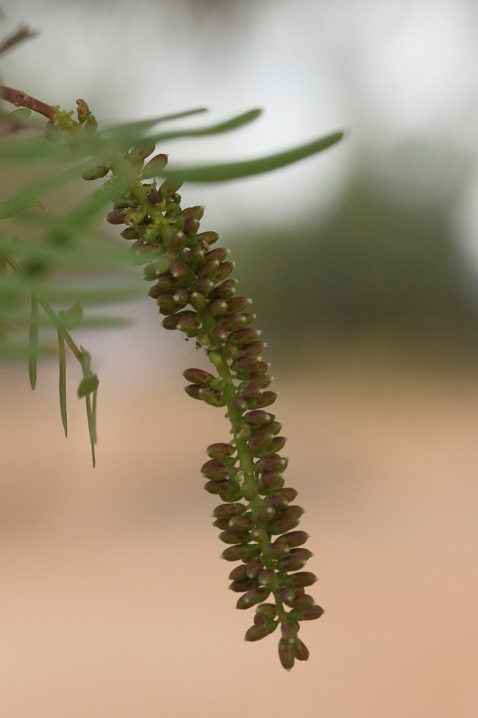prosopis_glandulosa4md