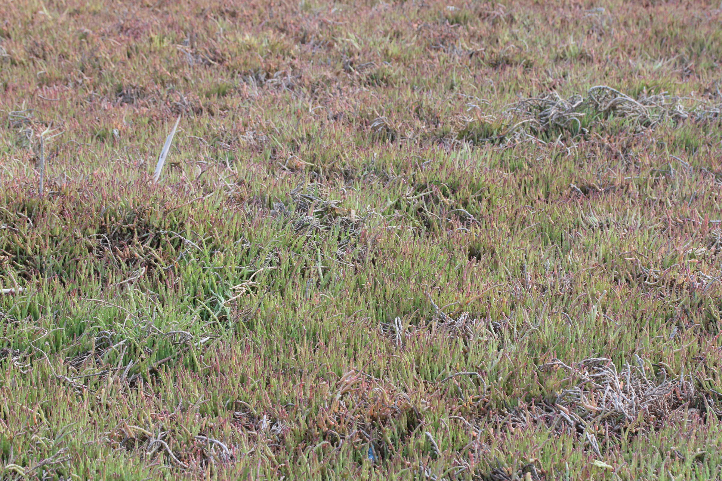 Afficher le média salicornia_meyeriana1md salicornia_meyeriana1md