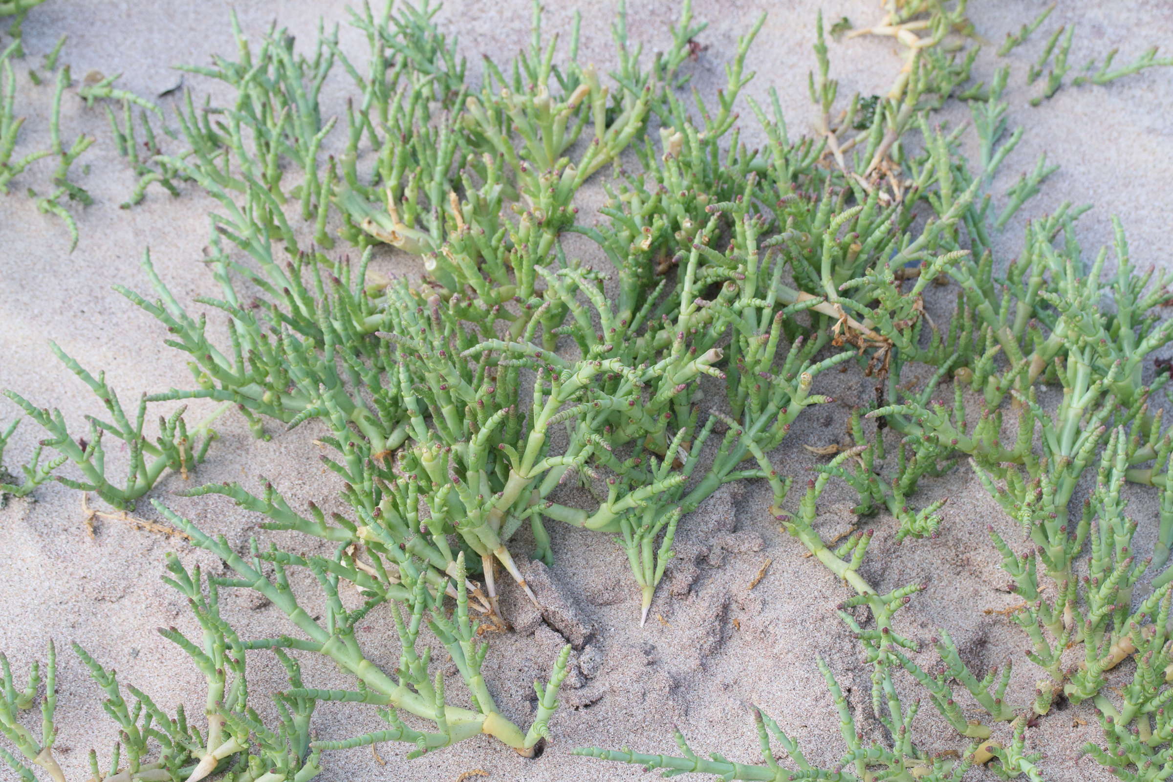 Afficher le média salicornia_meyeriana2md salicornia_meyeriana2md