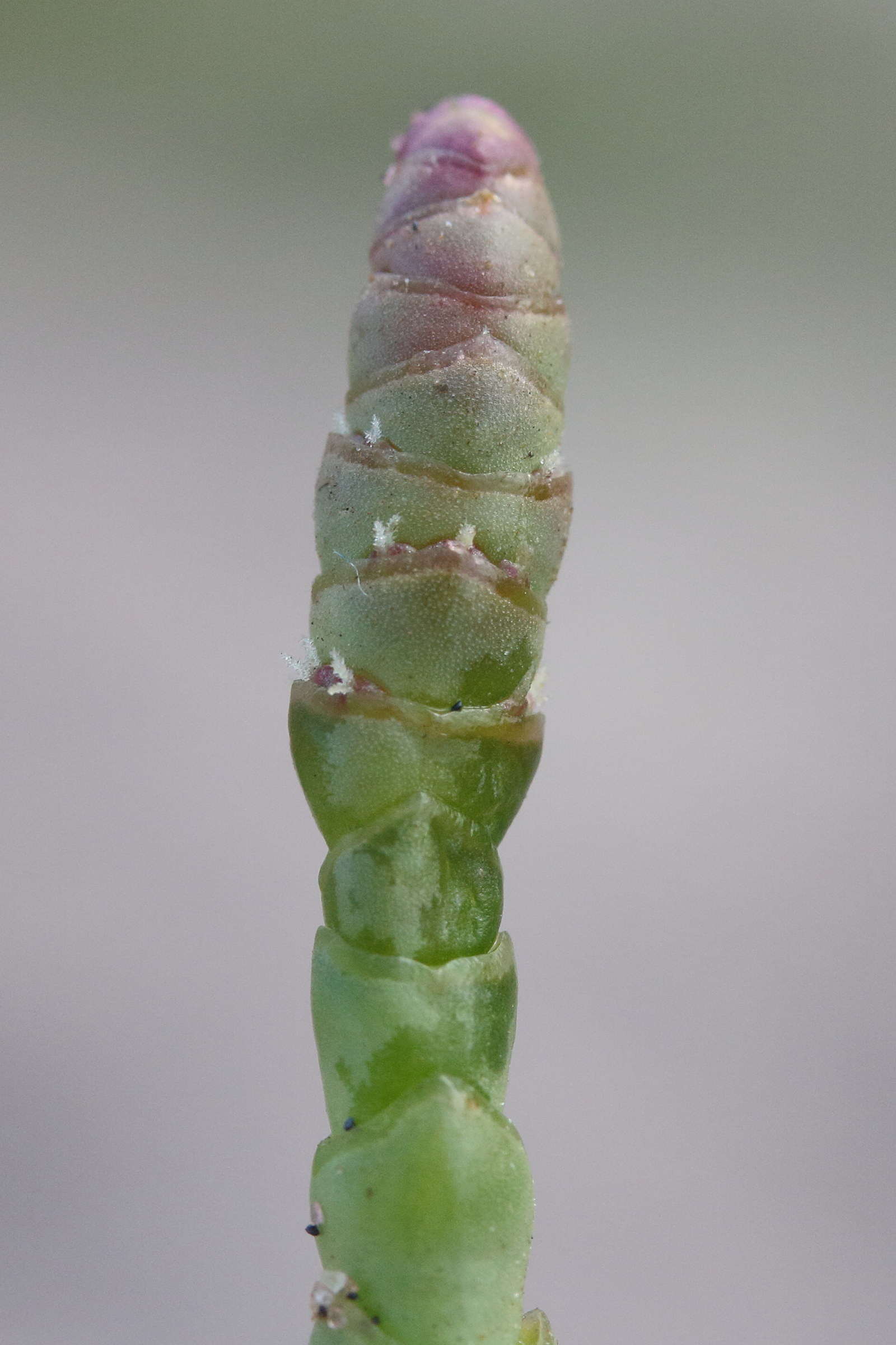 Afficher le média salicornia_meyeriana3md salicornia_meyeriana3md